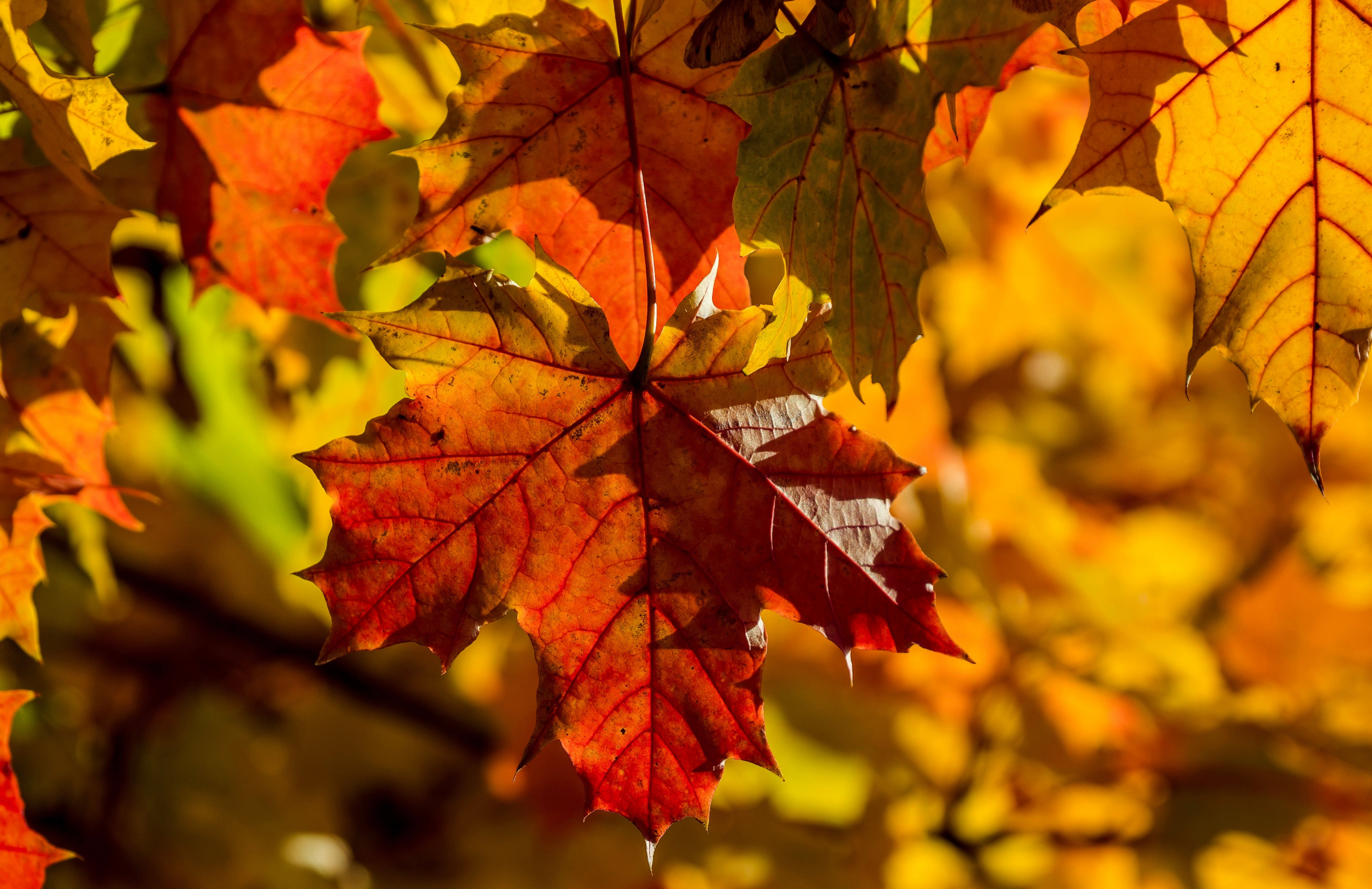 лист клёновый Клён осенние