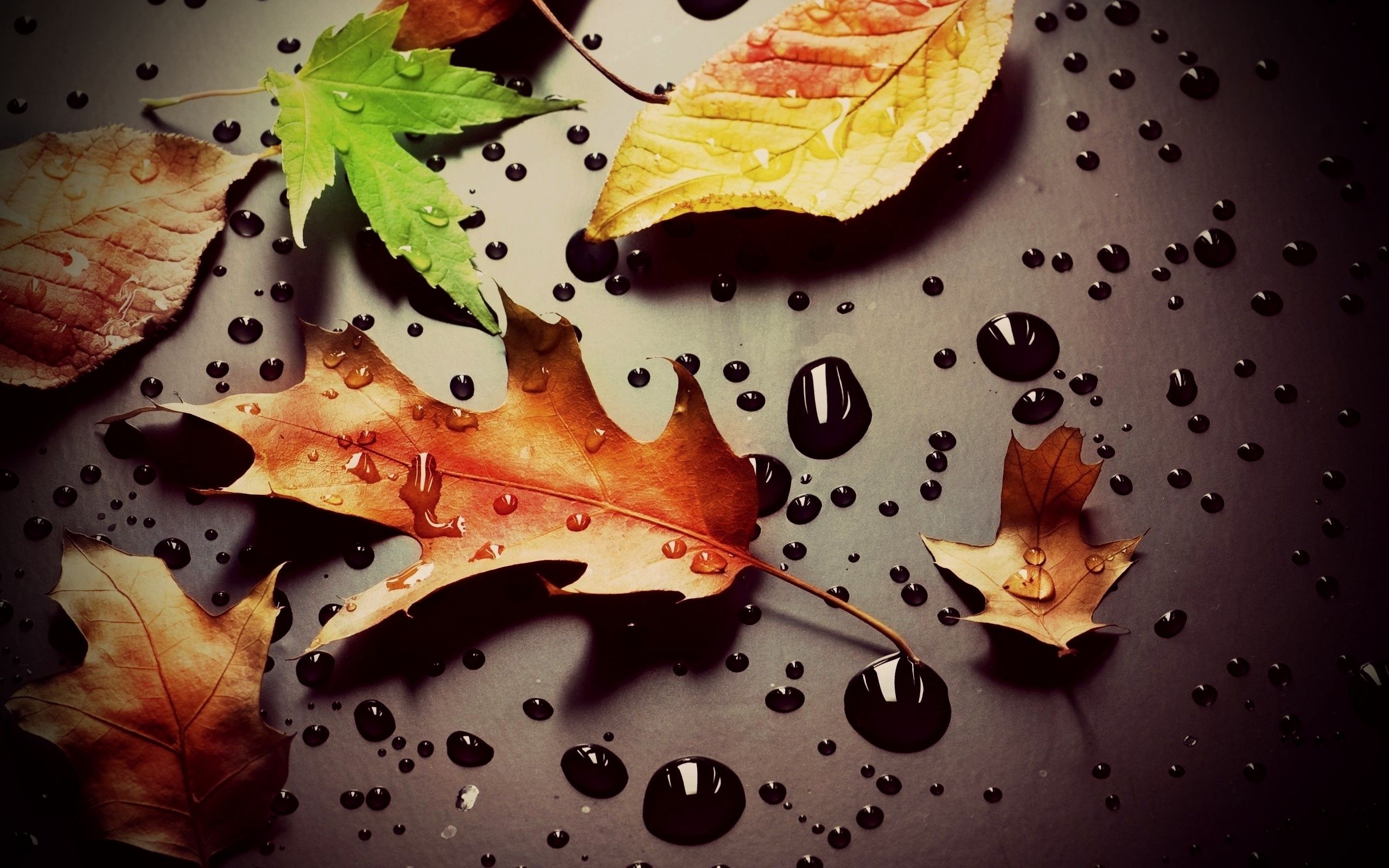 листья картинки макро листочки