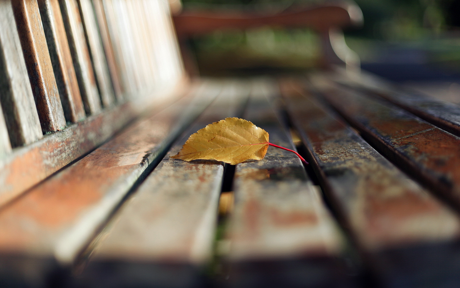 макро лист скамья