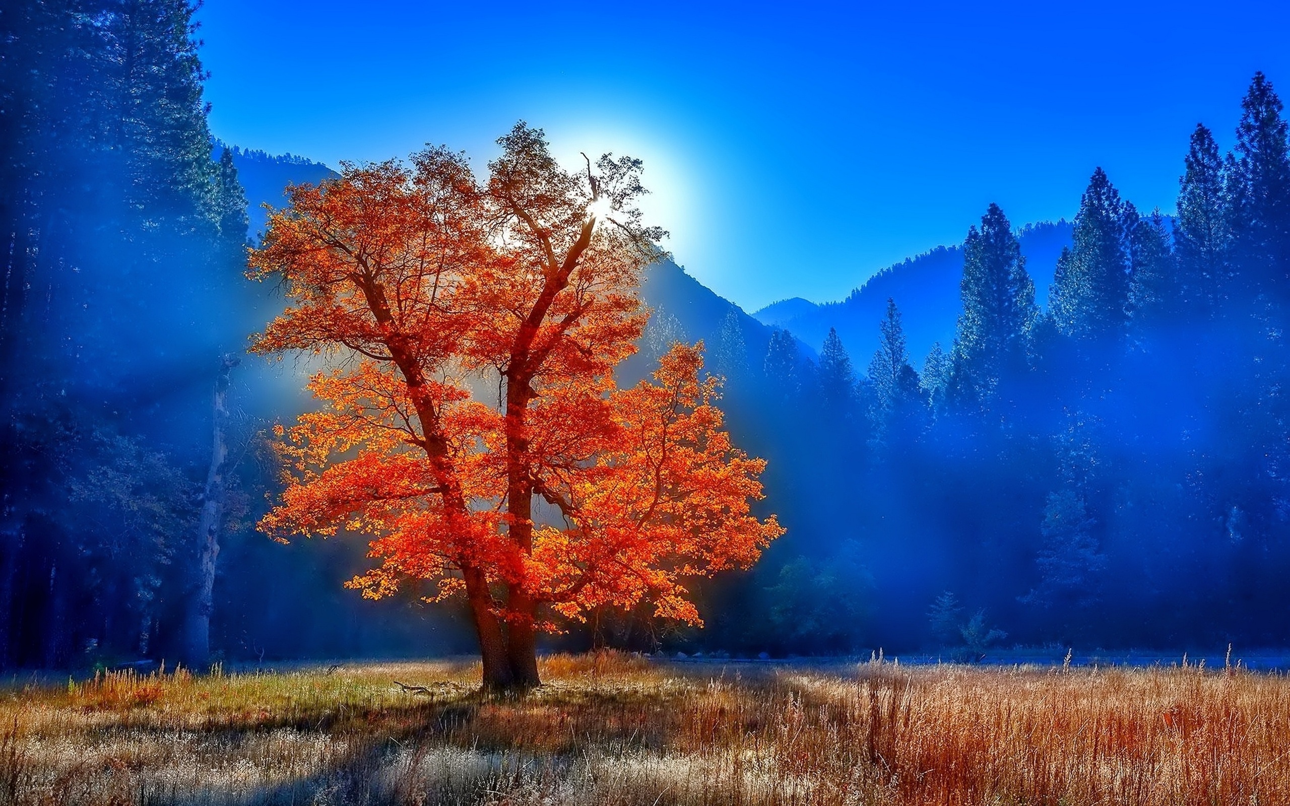 небо одинокое дерево осенний наряд