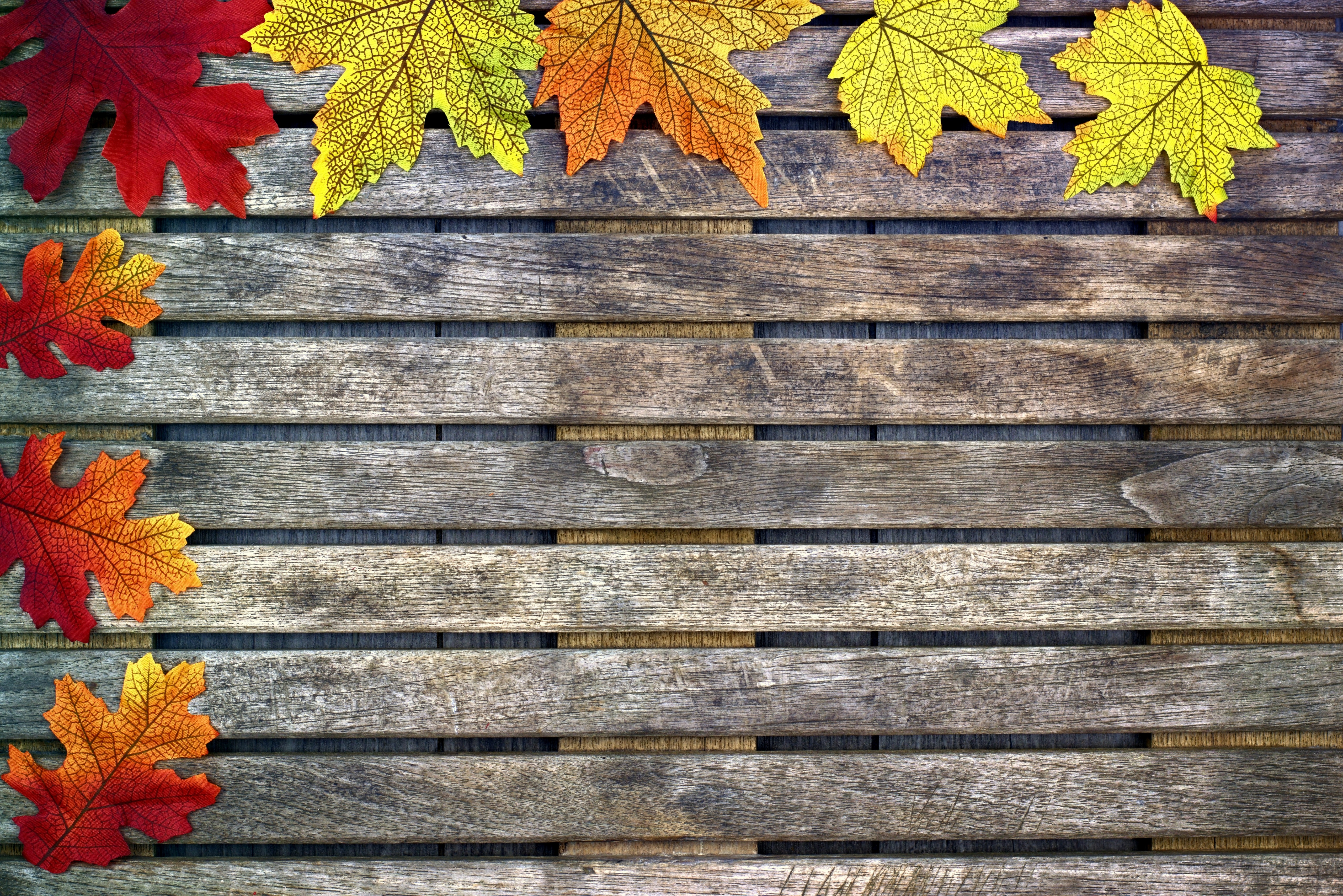 осень colorful wood дерево