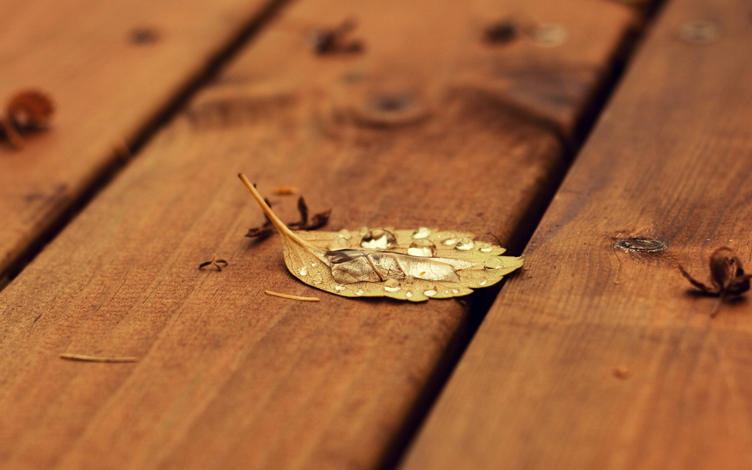 осень капля Лист