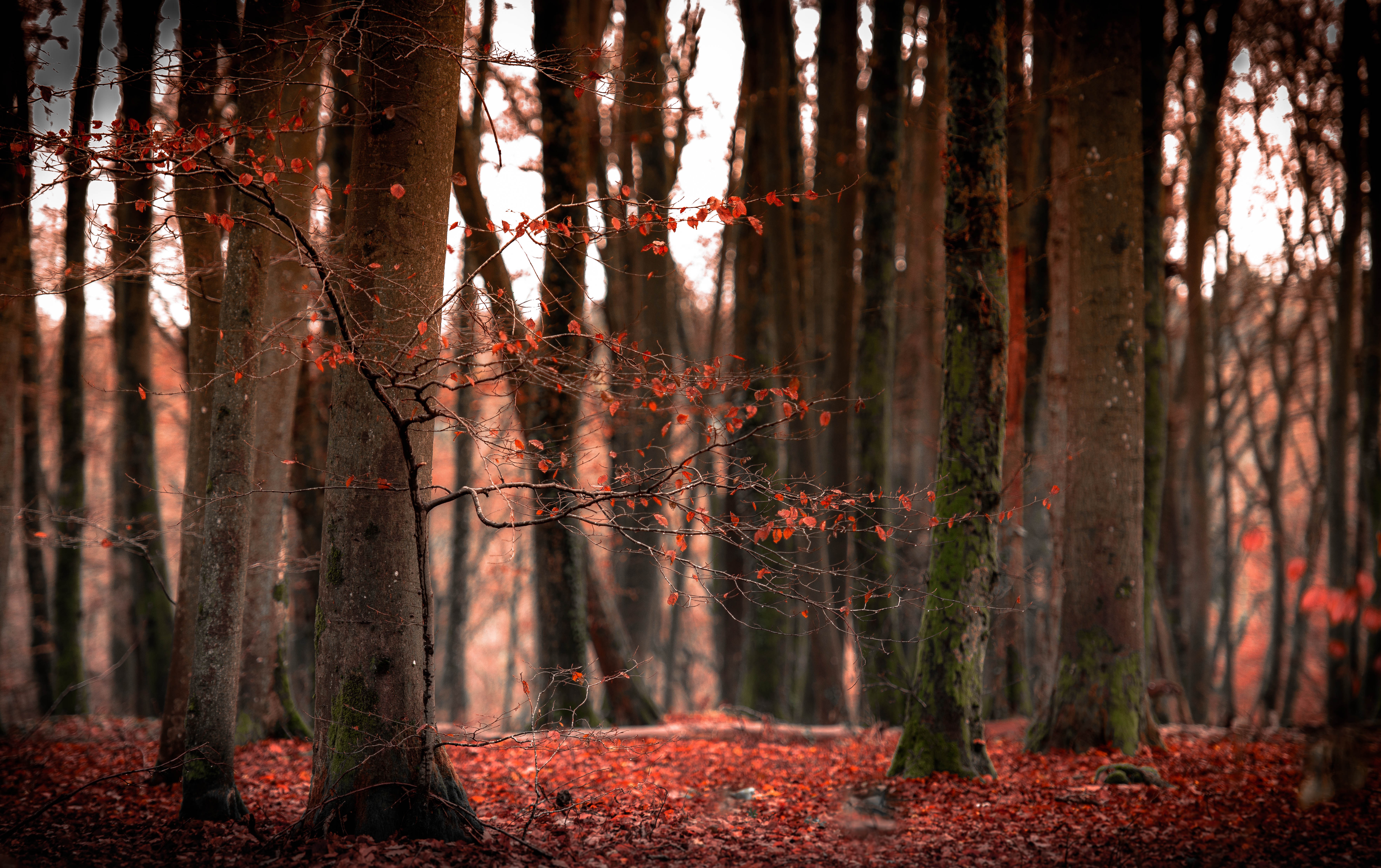 осень природа лес