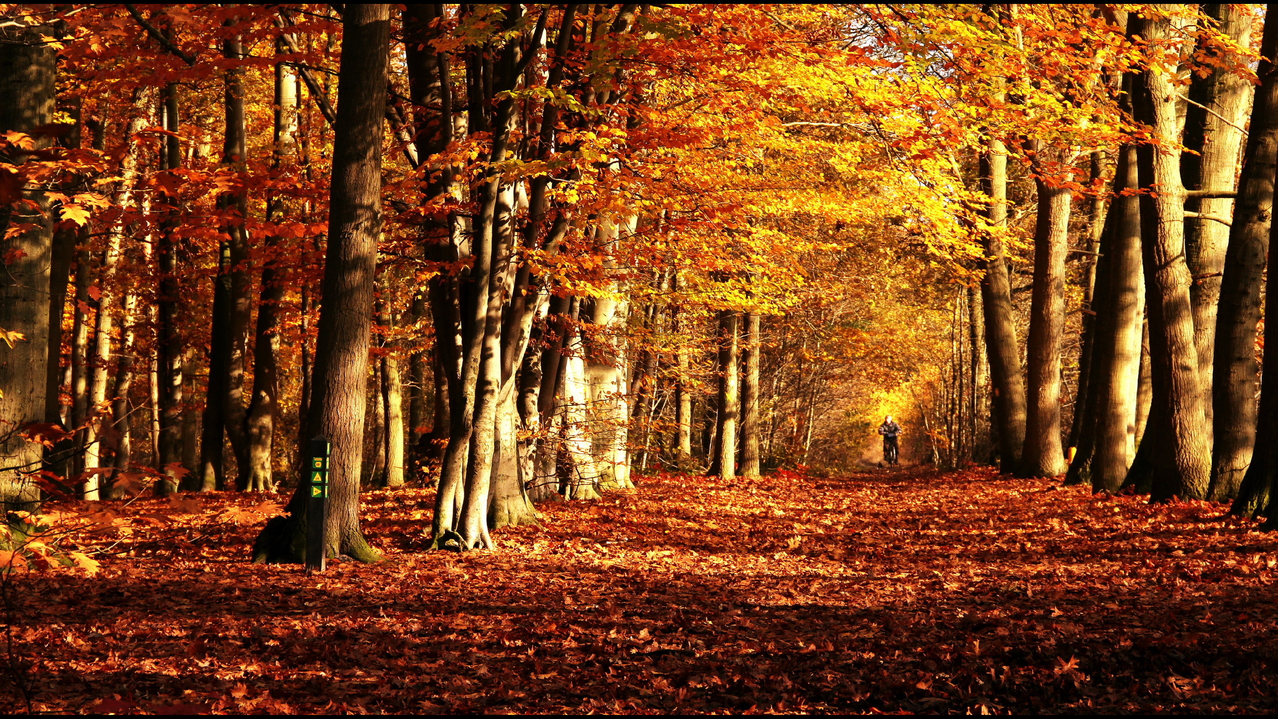 природа деревья осень парк