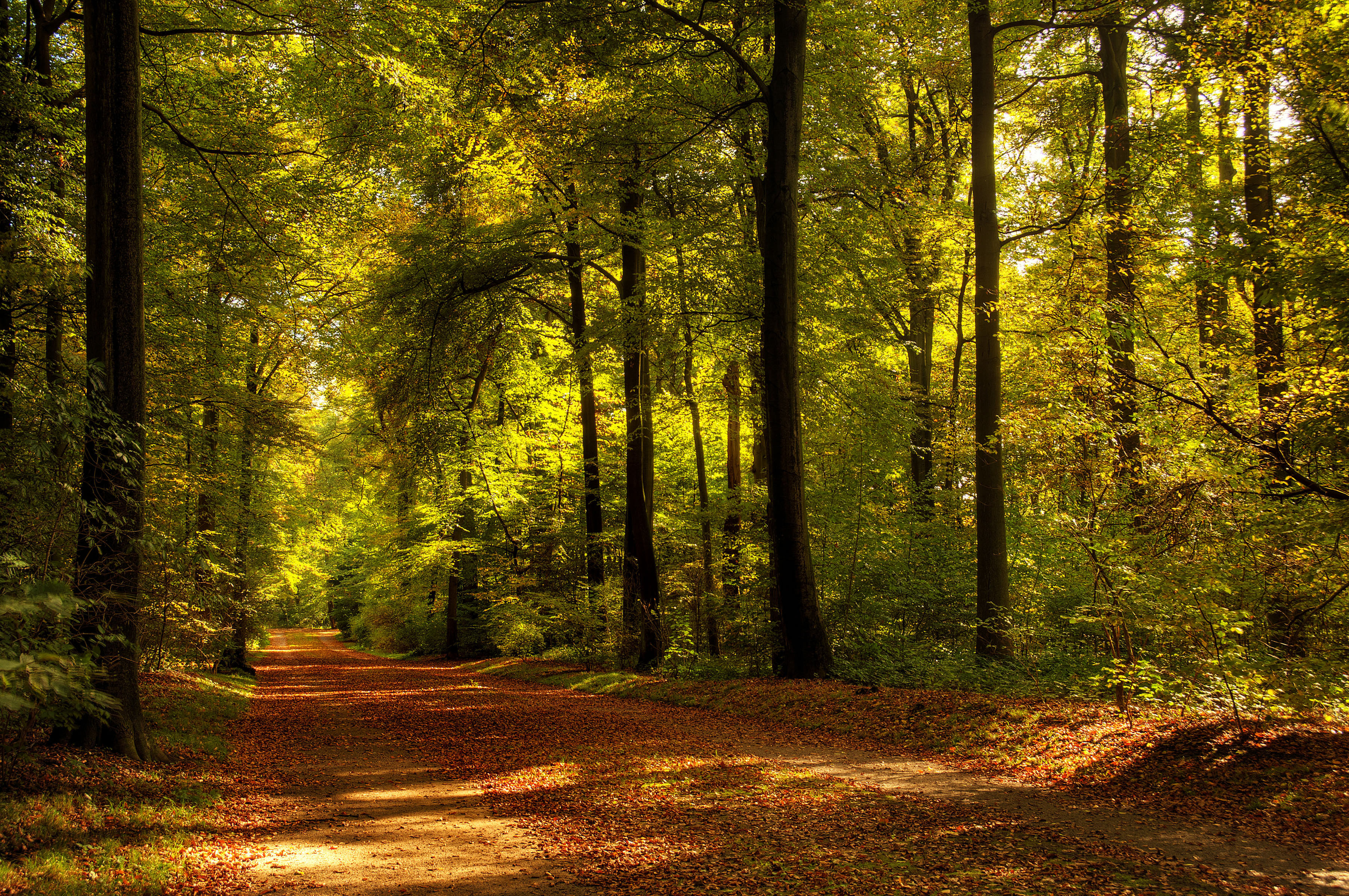 природа листва дорога деревья