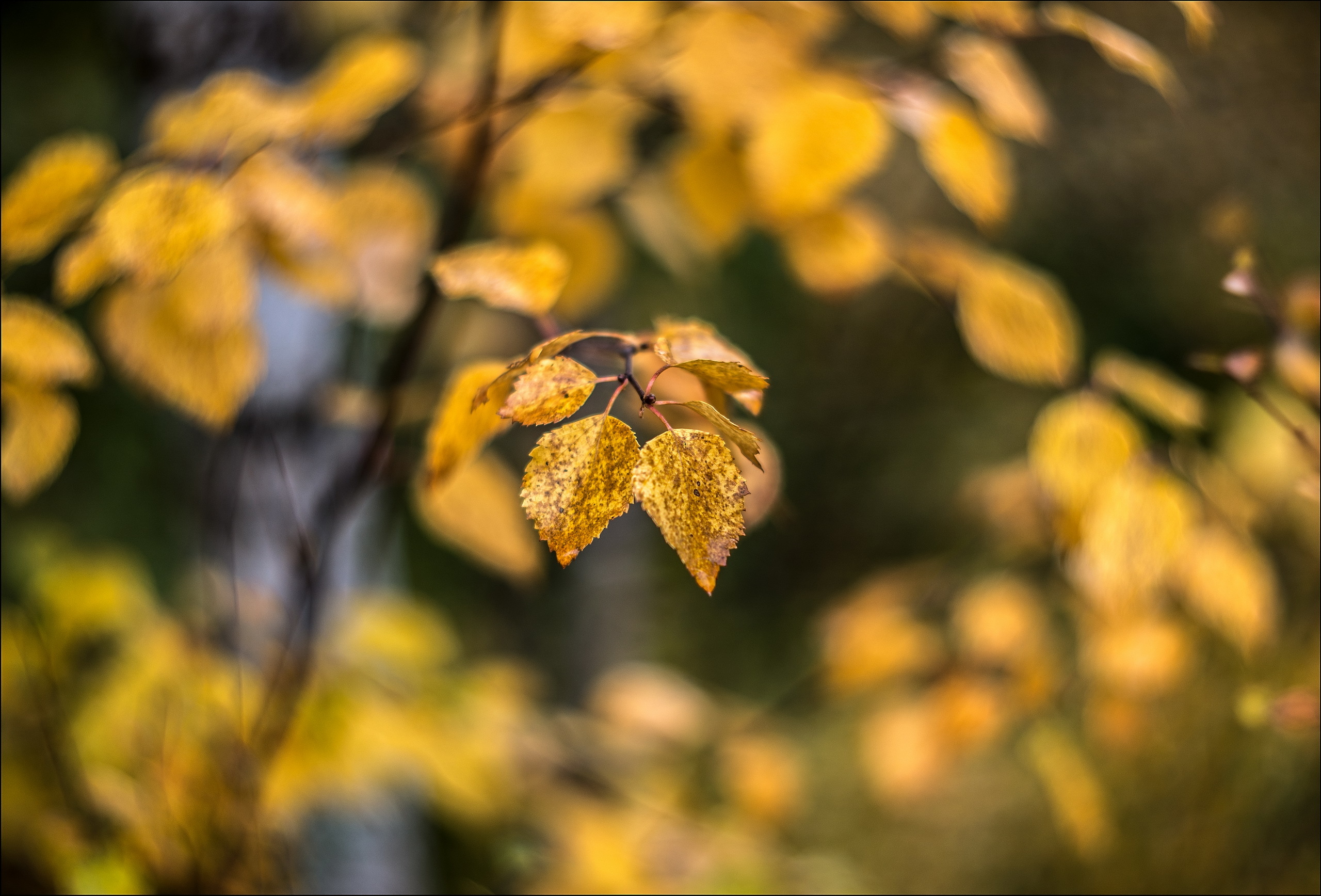 природа листва осень