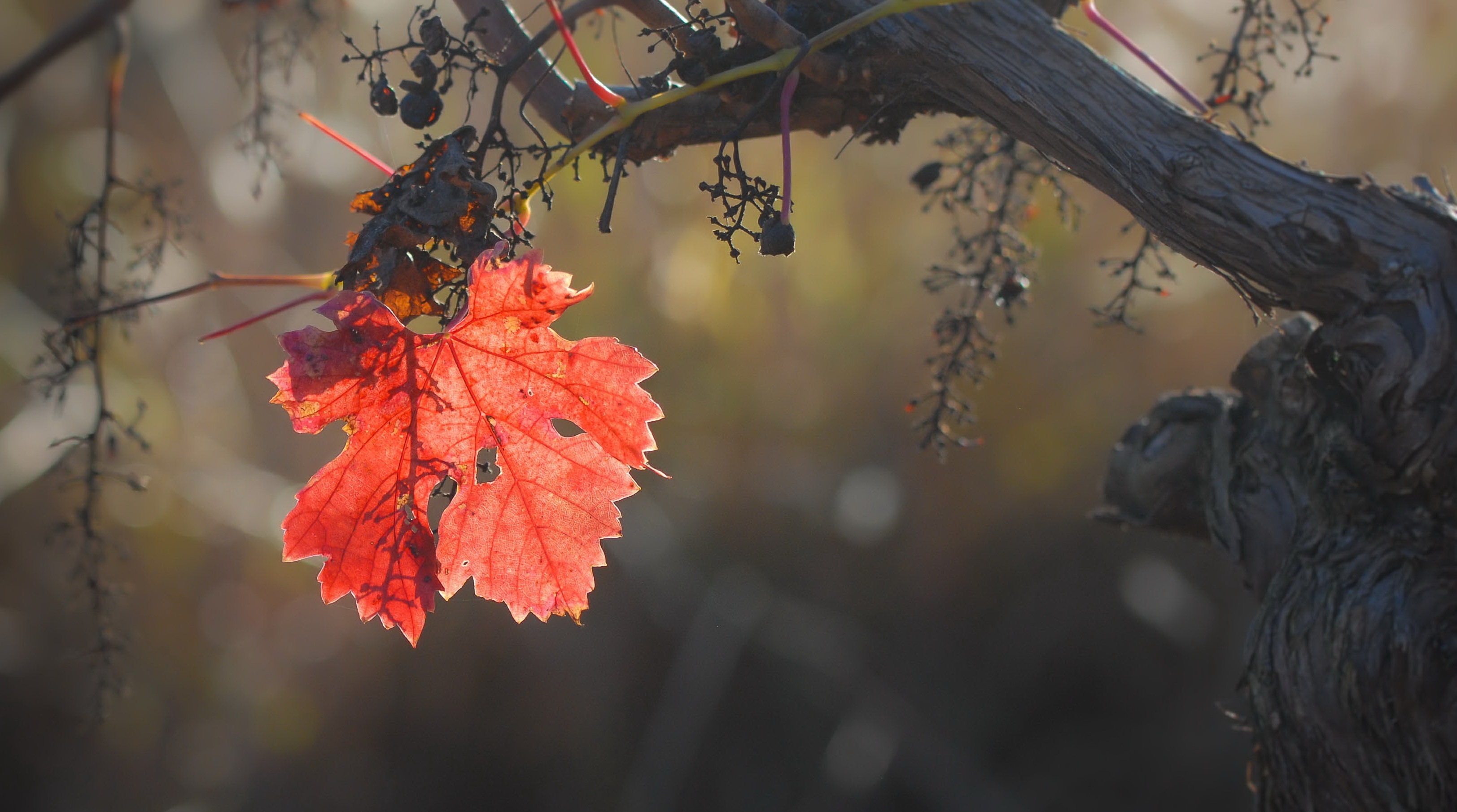 природа осень лист