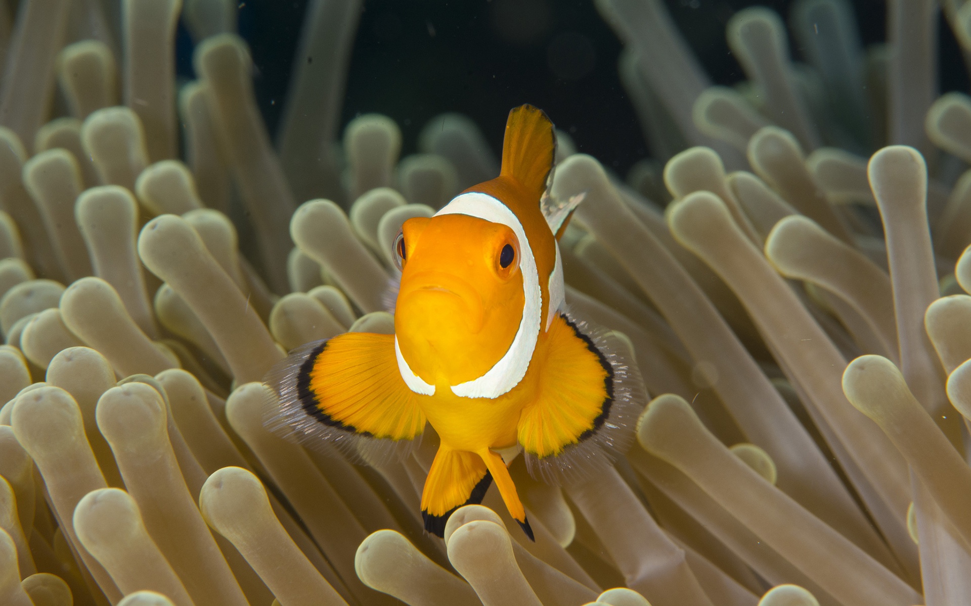 fish sea anemone clownfish