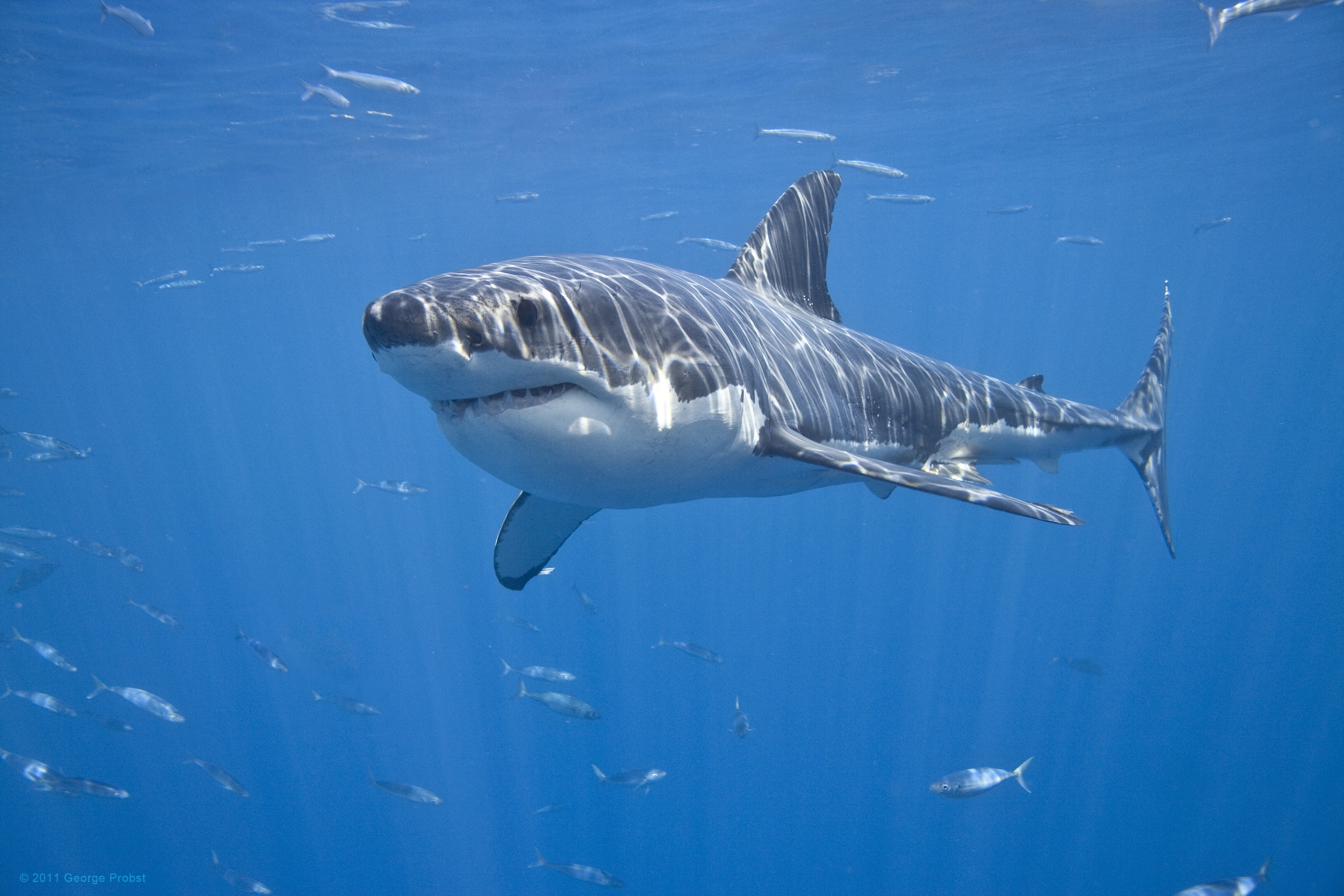 Акулы Подводный животное