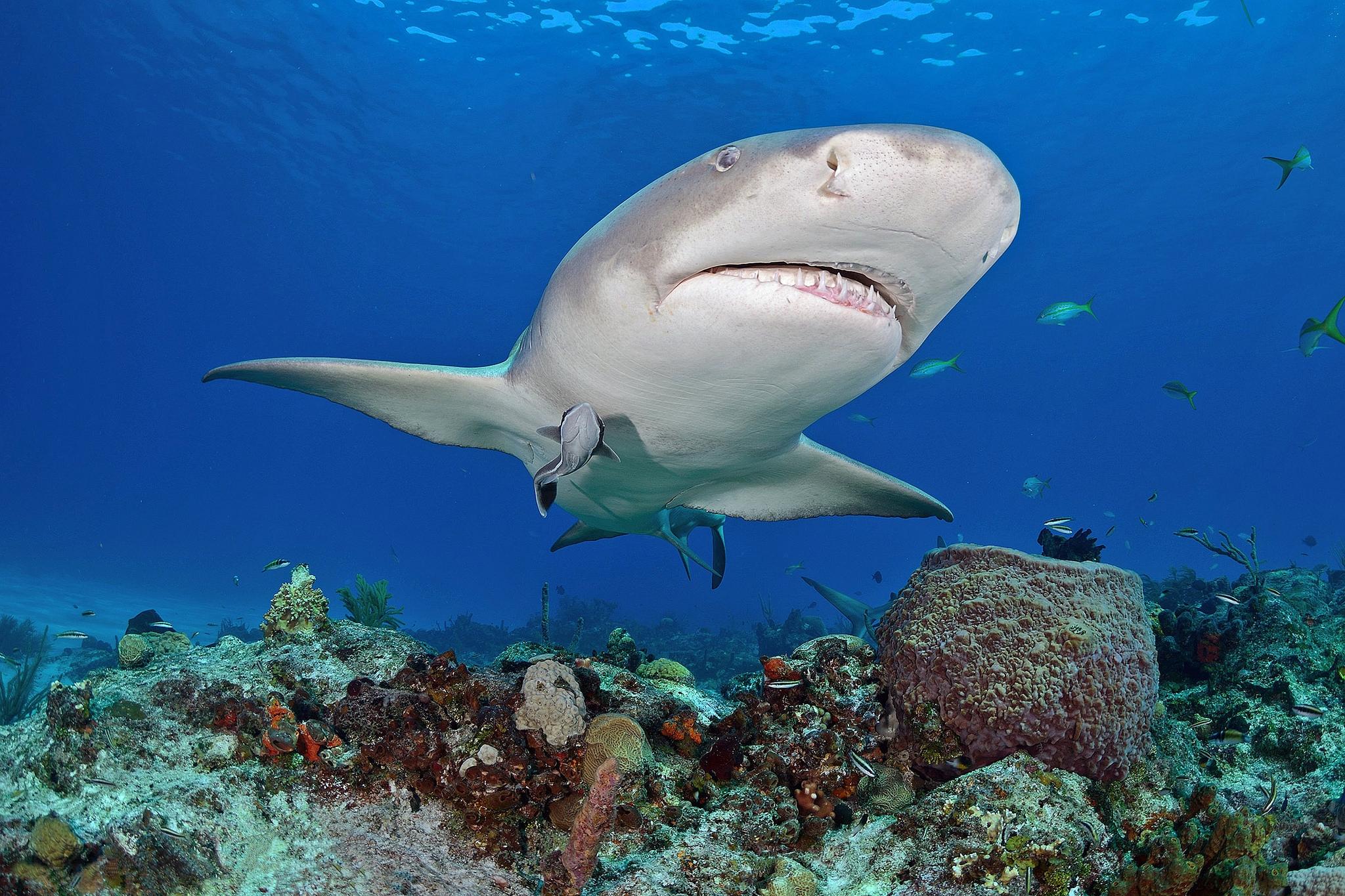 Морские обитатели Акула Акулы