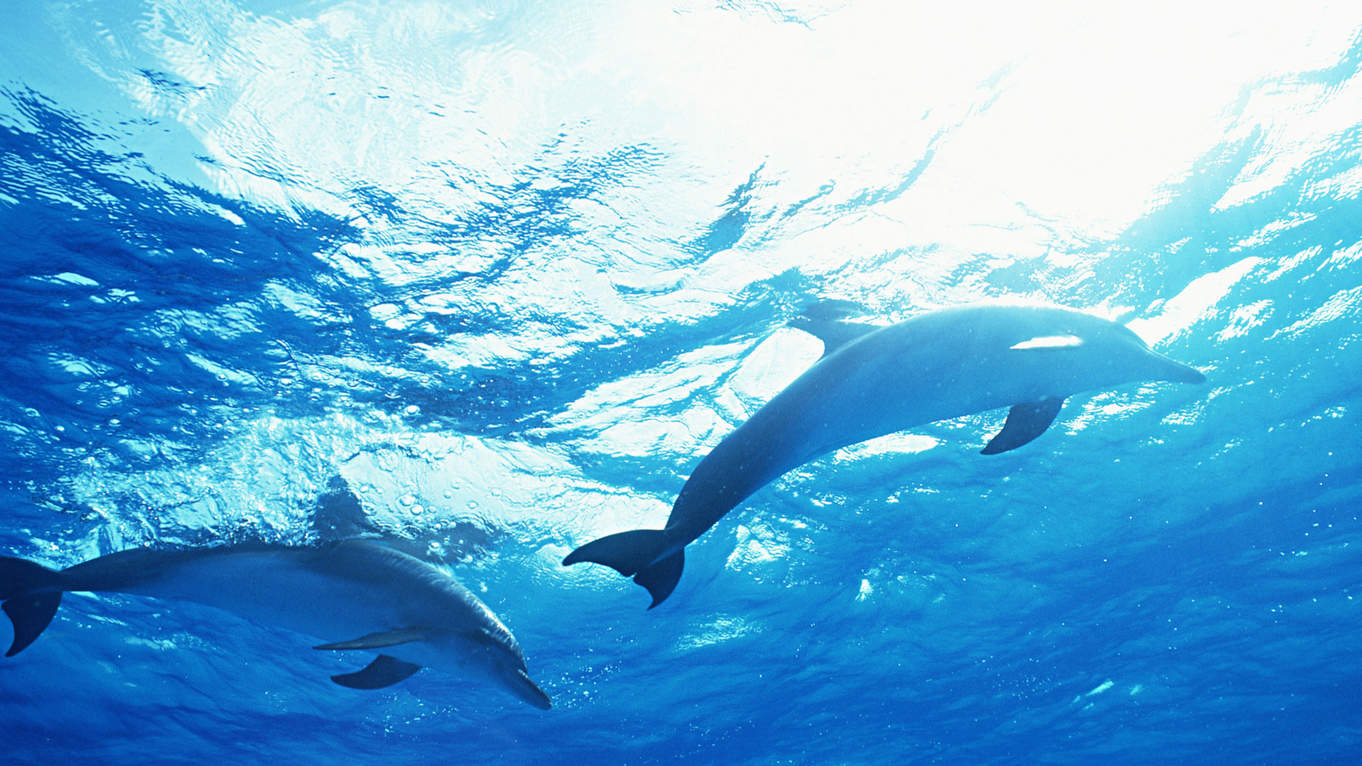дельфины в море стая