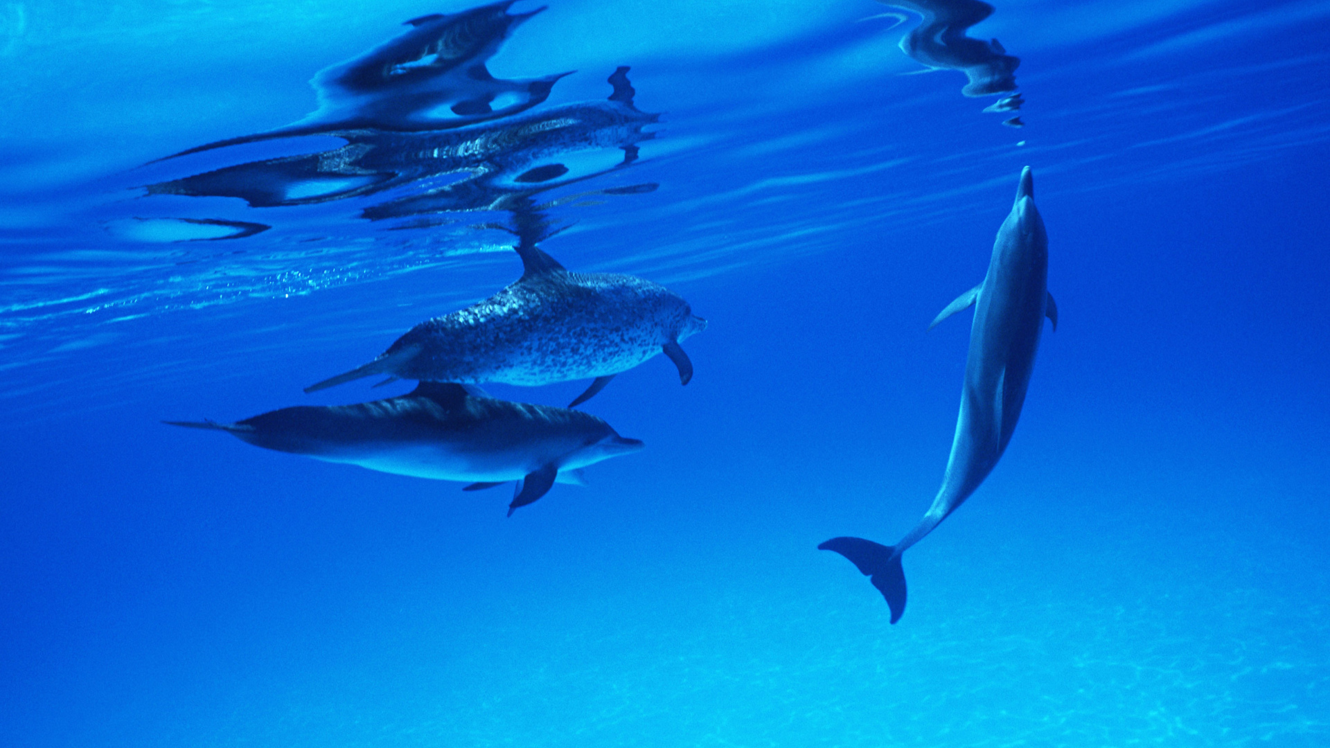 дельфины стая