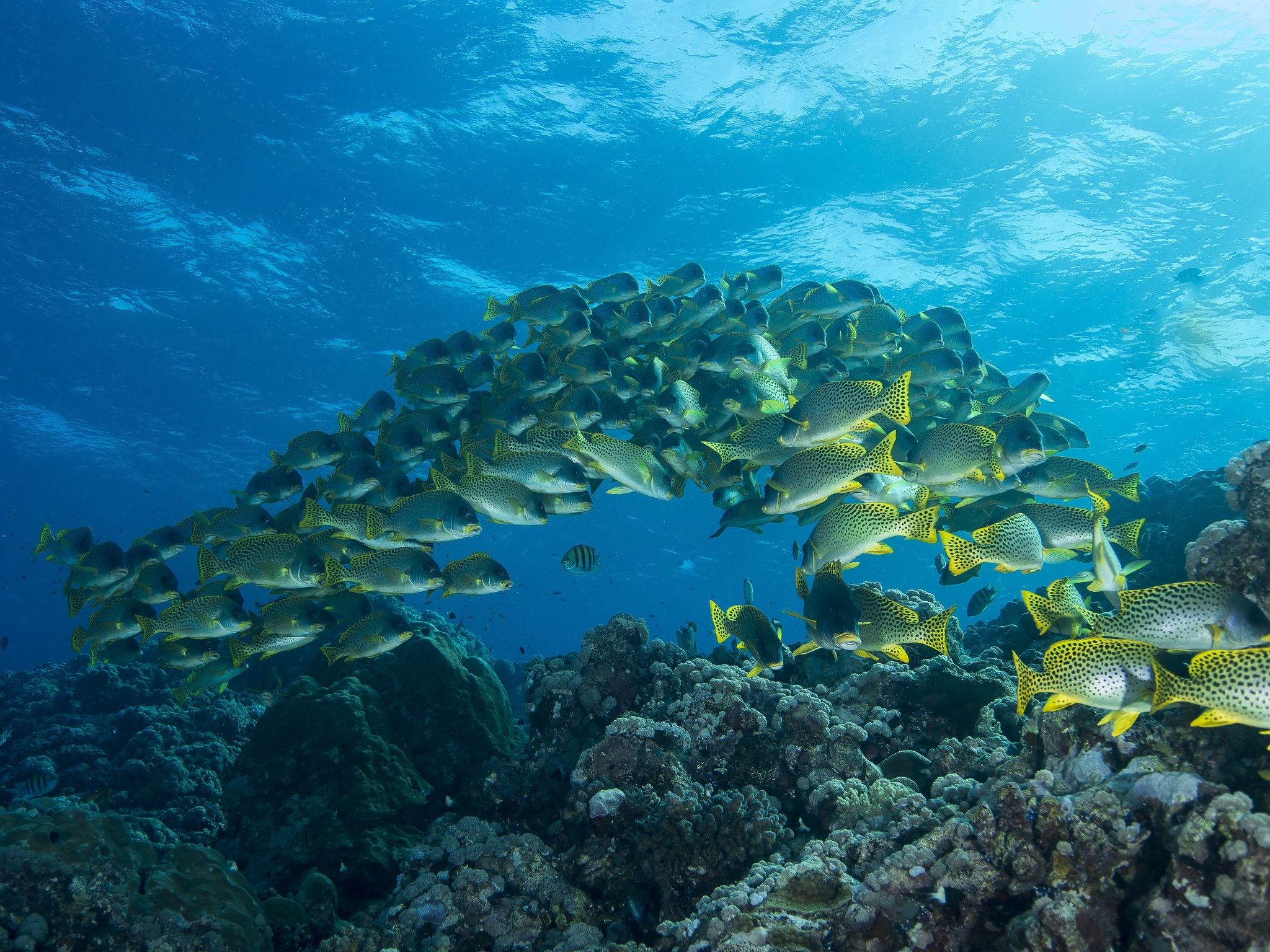 море Рыбы отмелей стая
