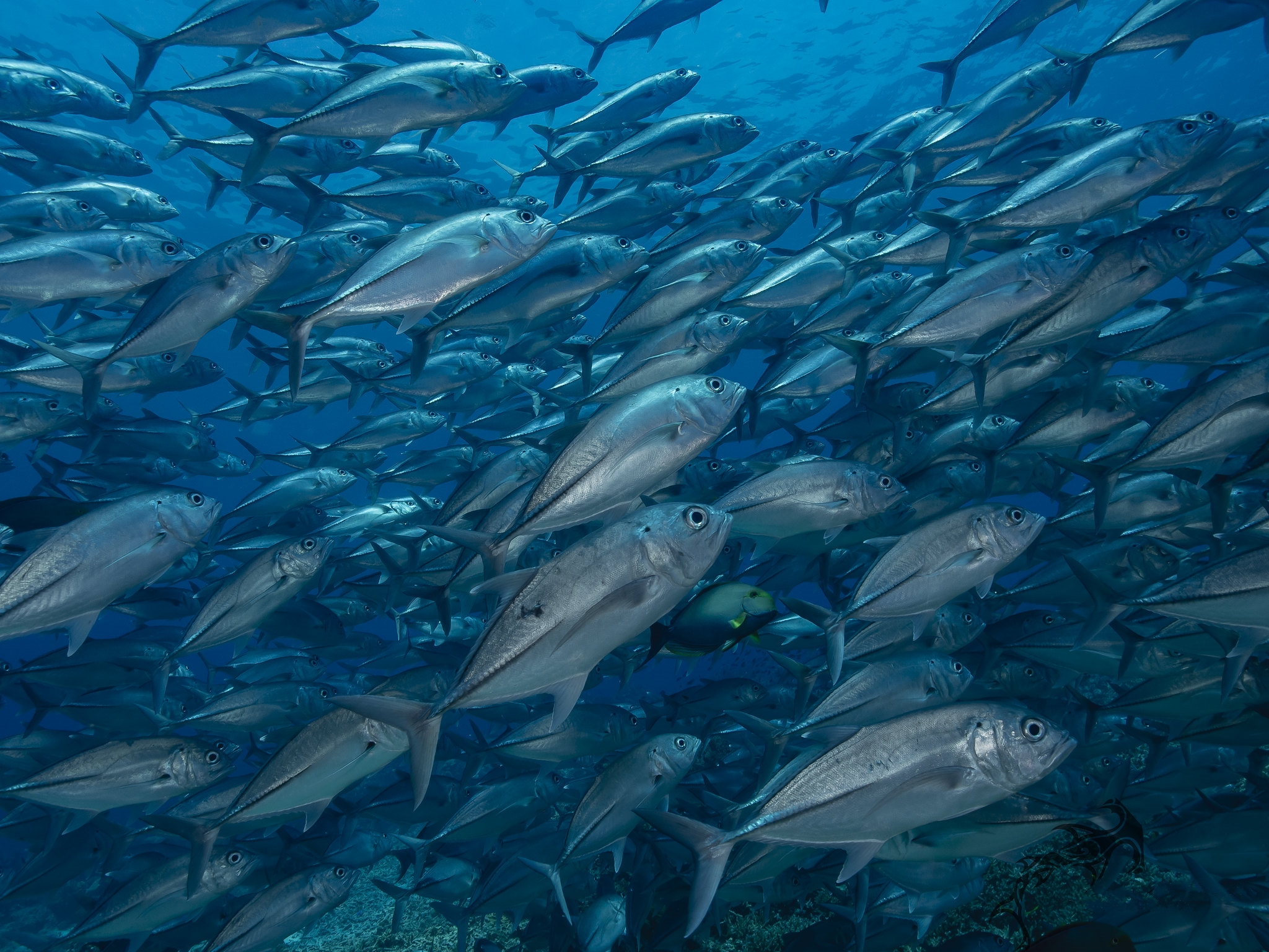 море стая природа подводный