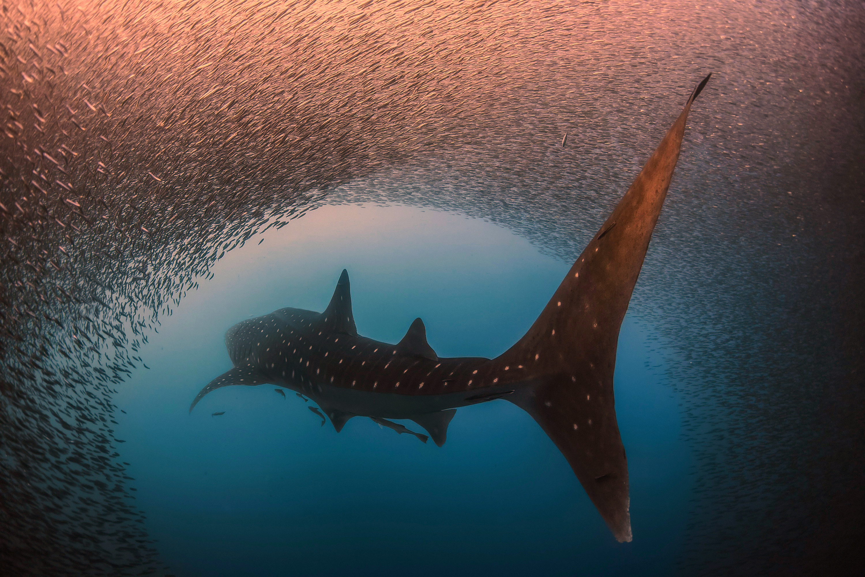 океан хищник акула