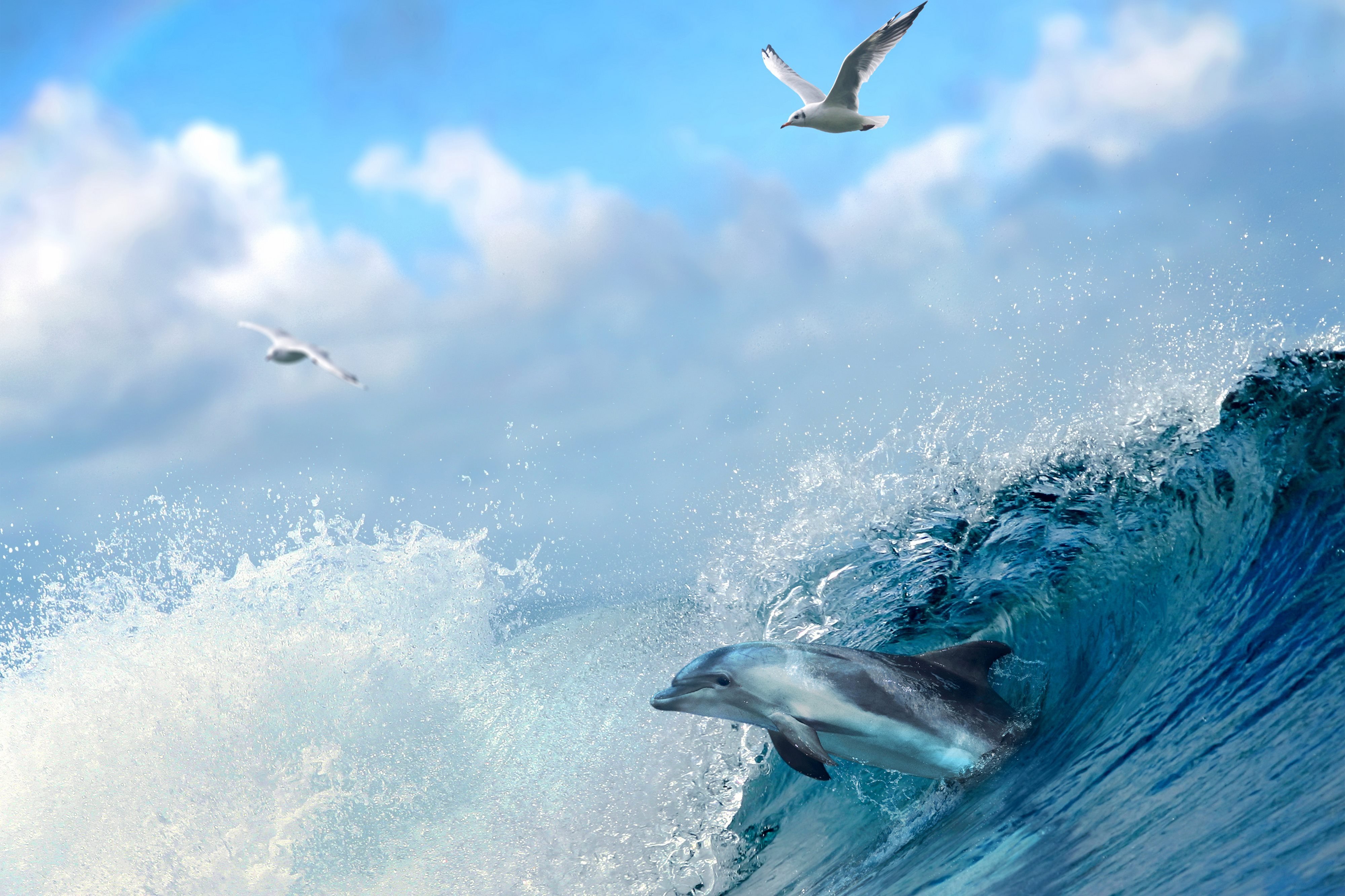 природа вода небо чайки