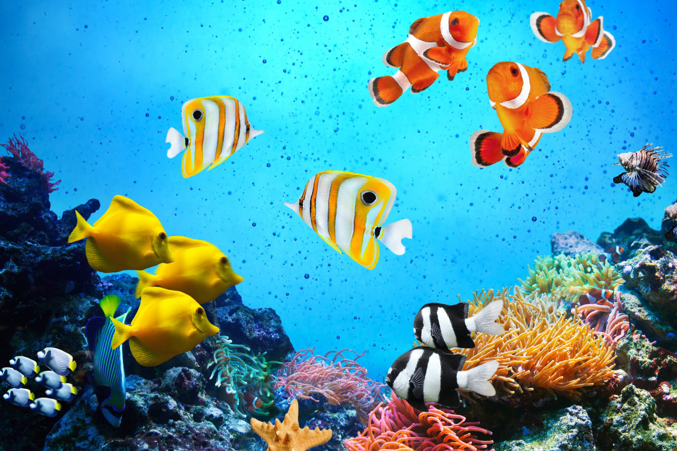 природа тропики свет