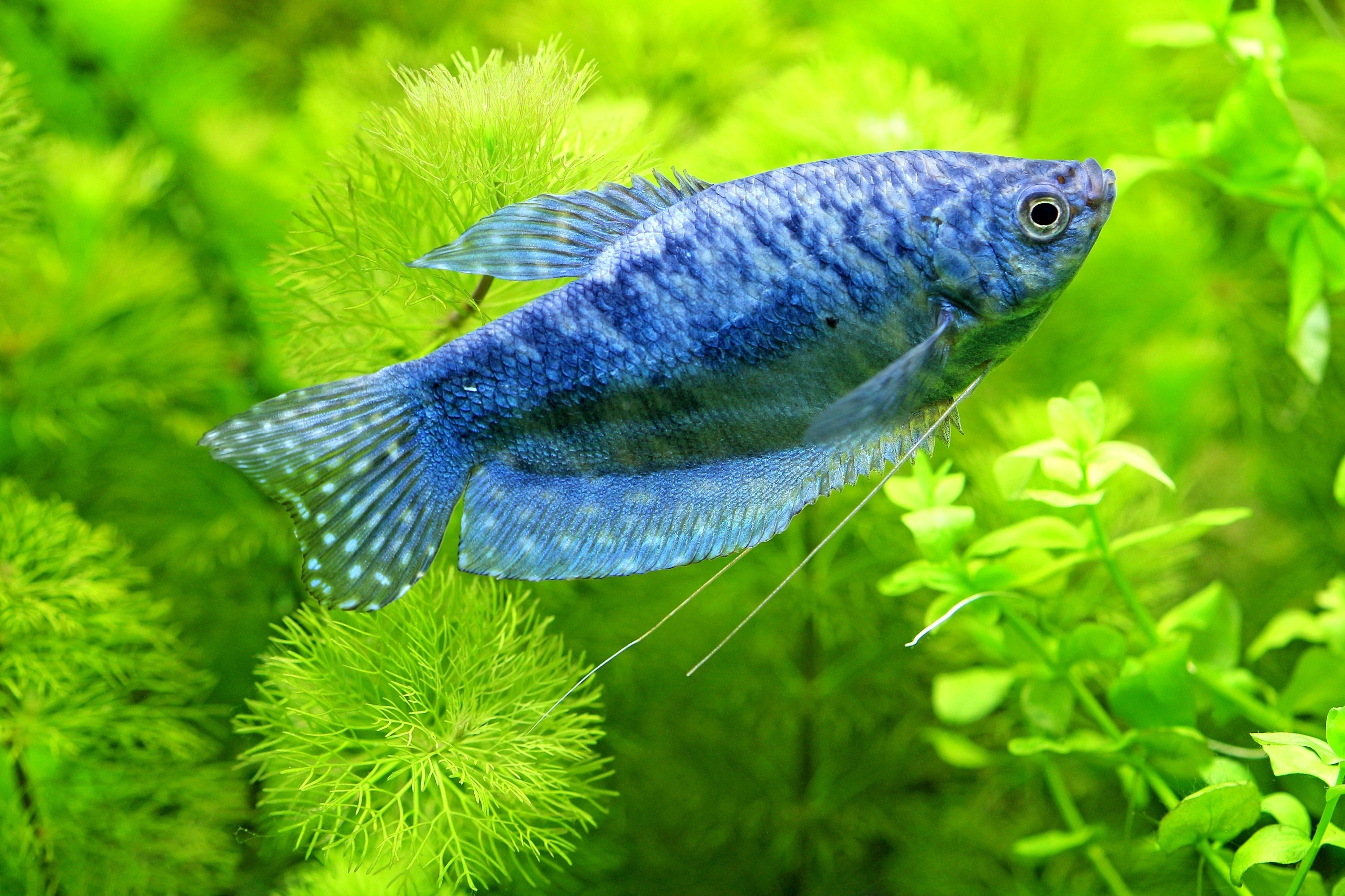 рыбка аквариум растения