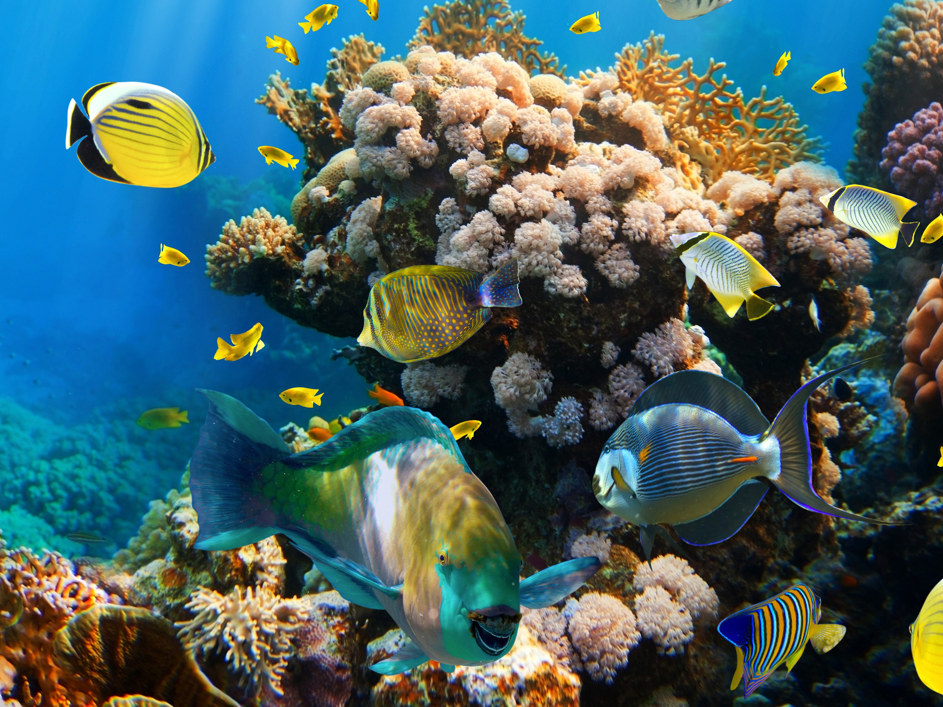 рыбы подводный мир кораллы океан