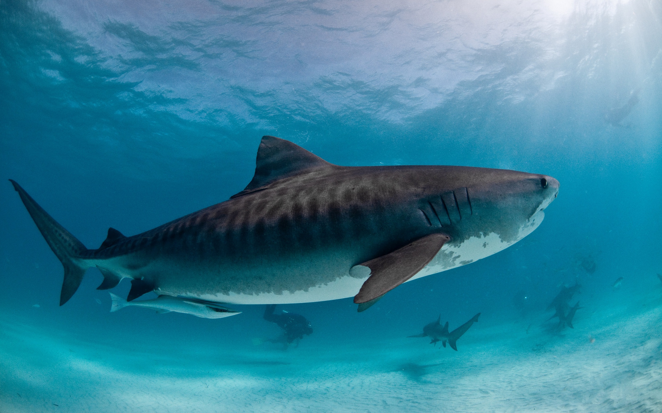синева песок дно акулы лучи