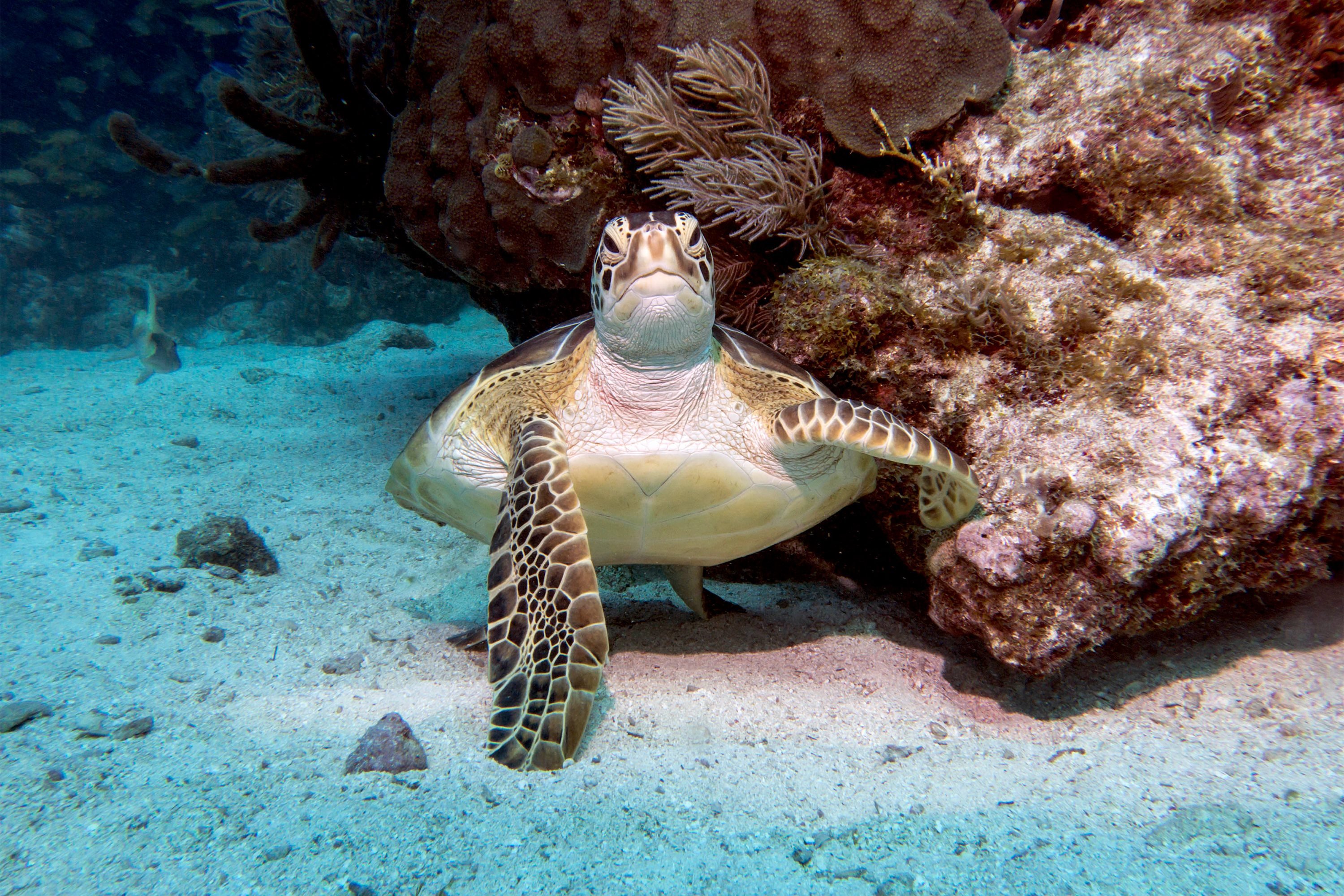 черепаха камень дно коралл вода