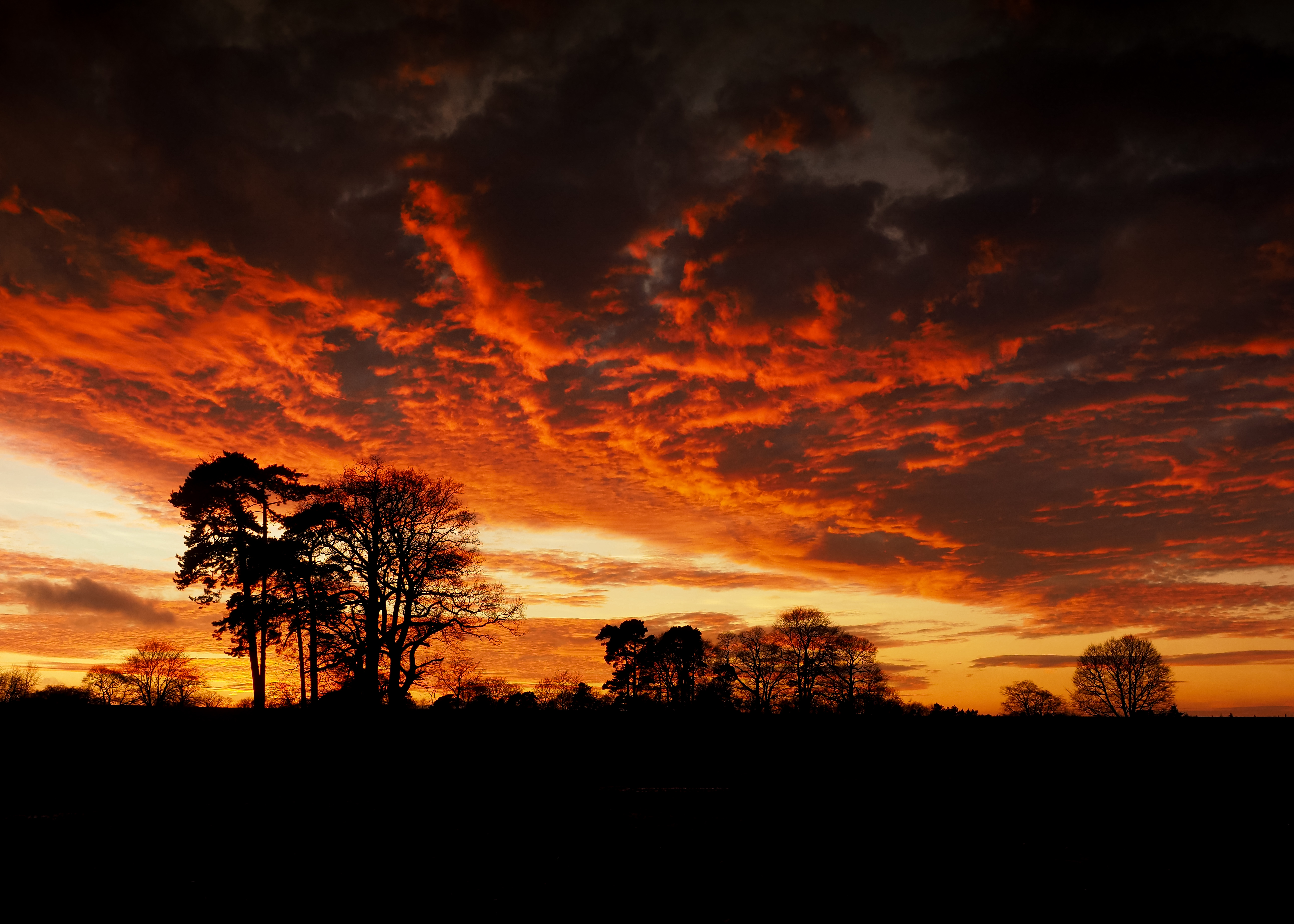 деревья силуэт ветки