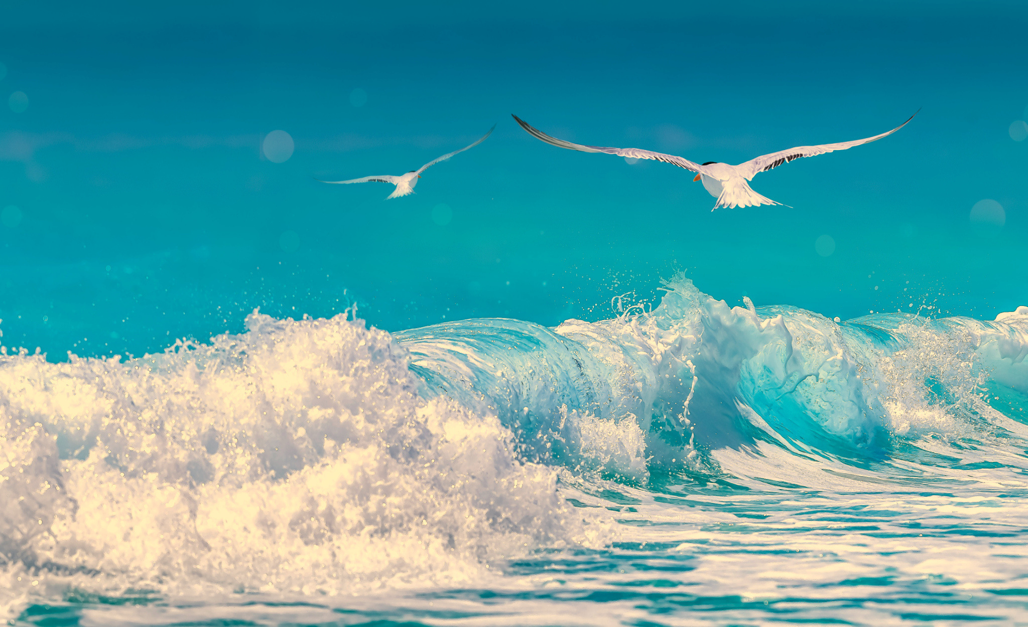 океан прибой чайки