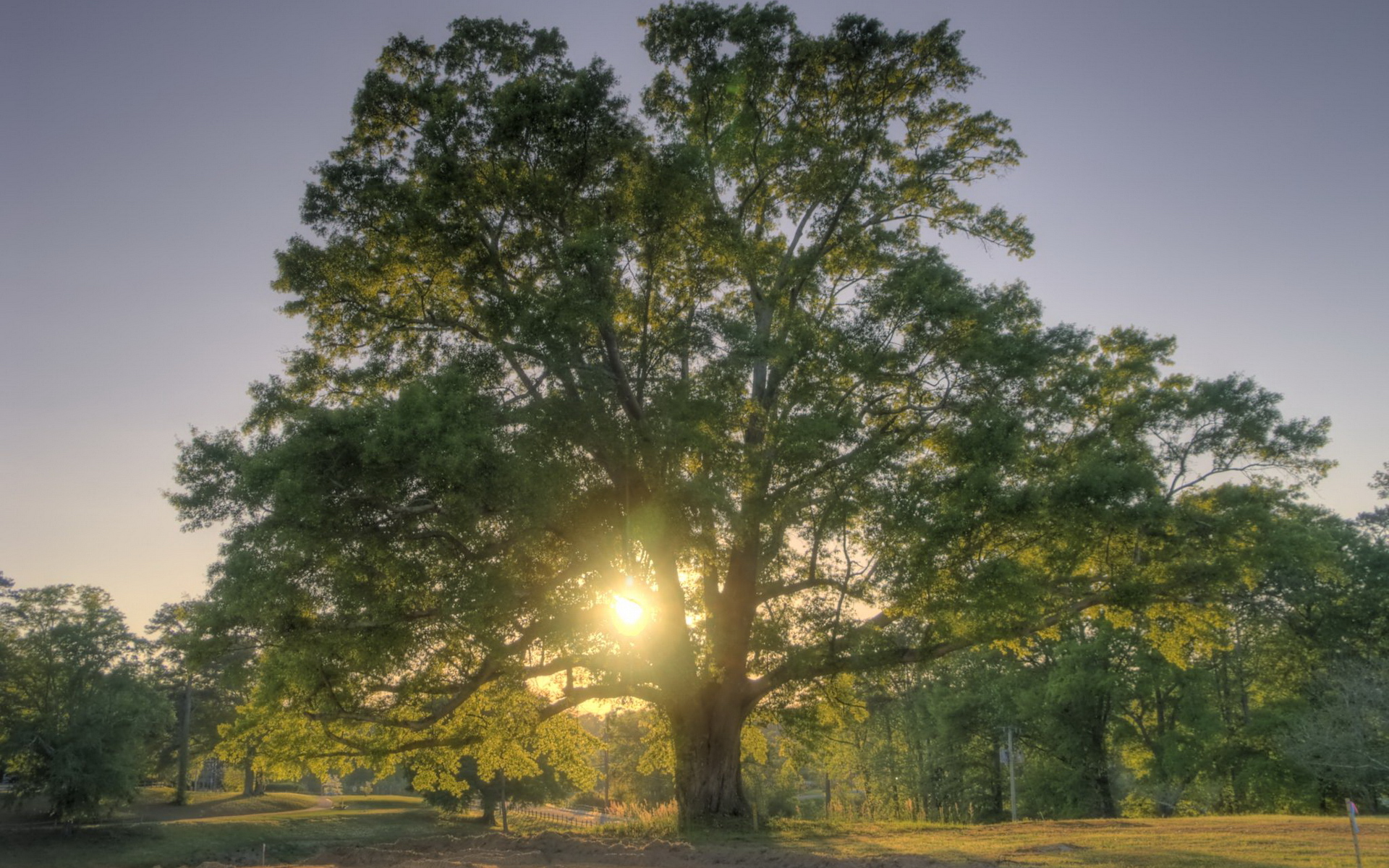 разлогое дерево