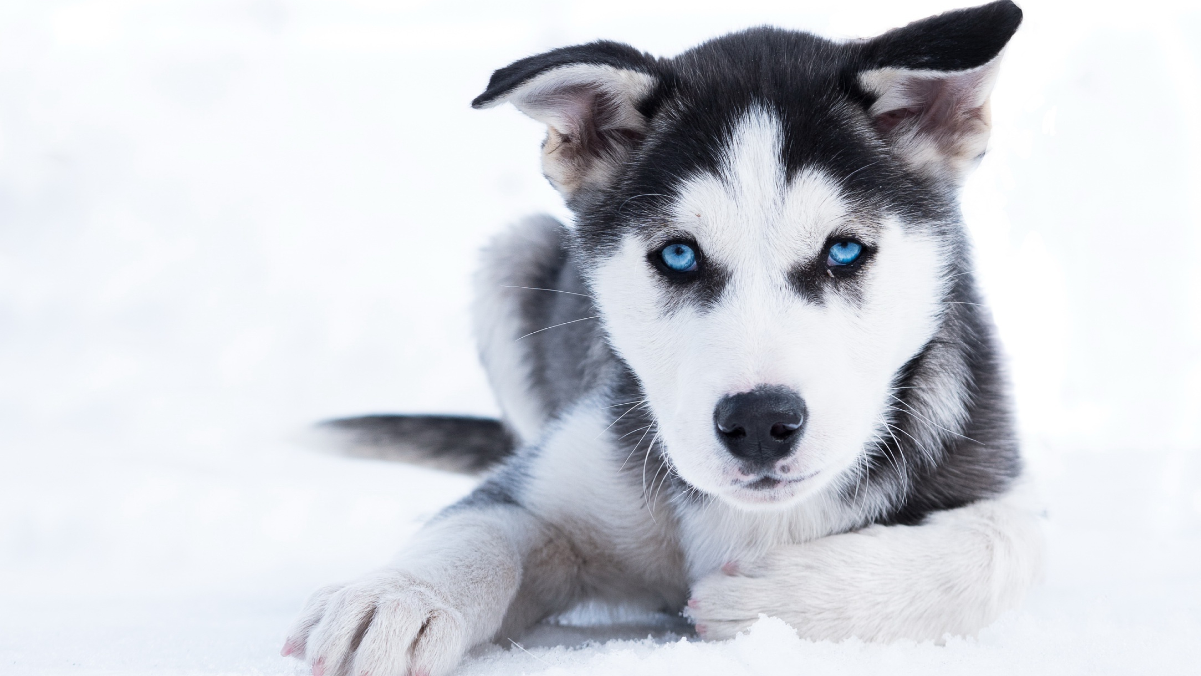 Голубоглазый щенок хаски лежит