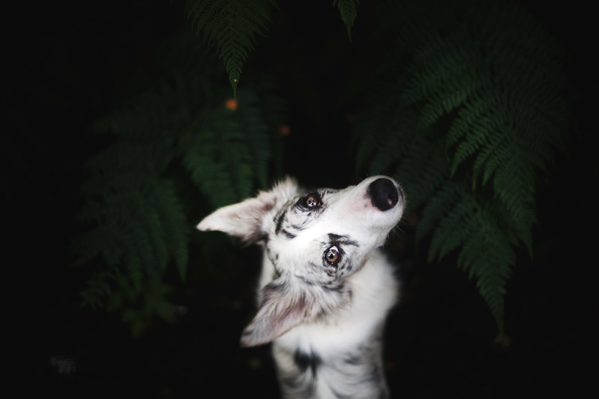 взгляд белая собака поза