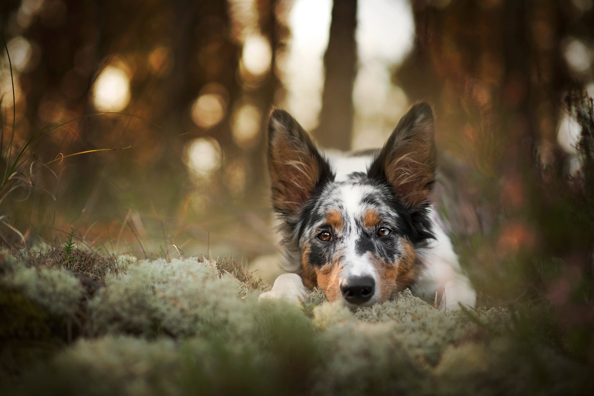 грусть морда деревья мох