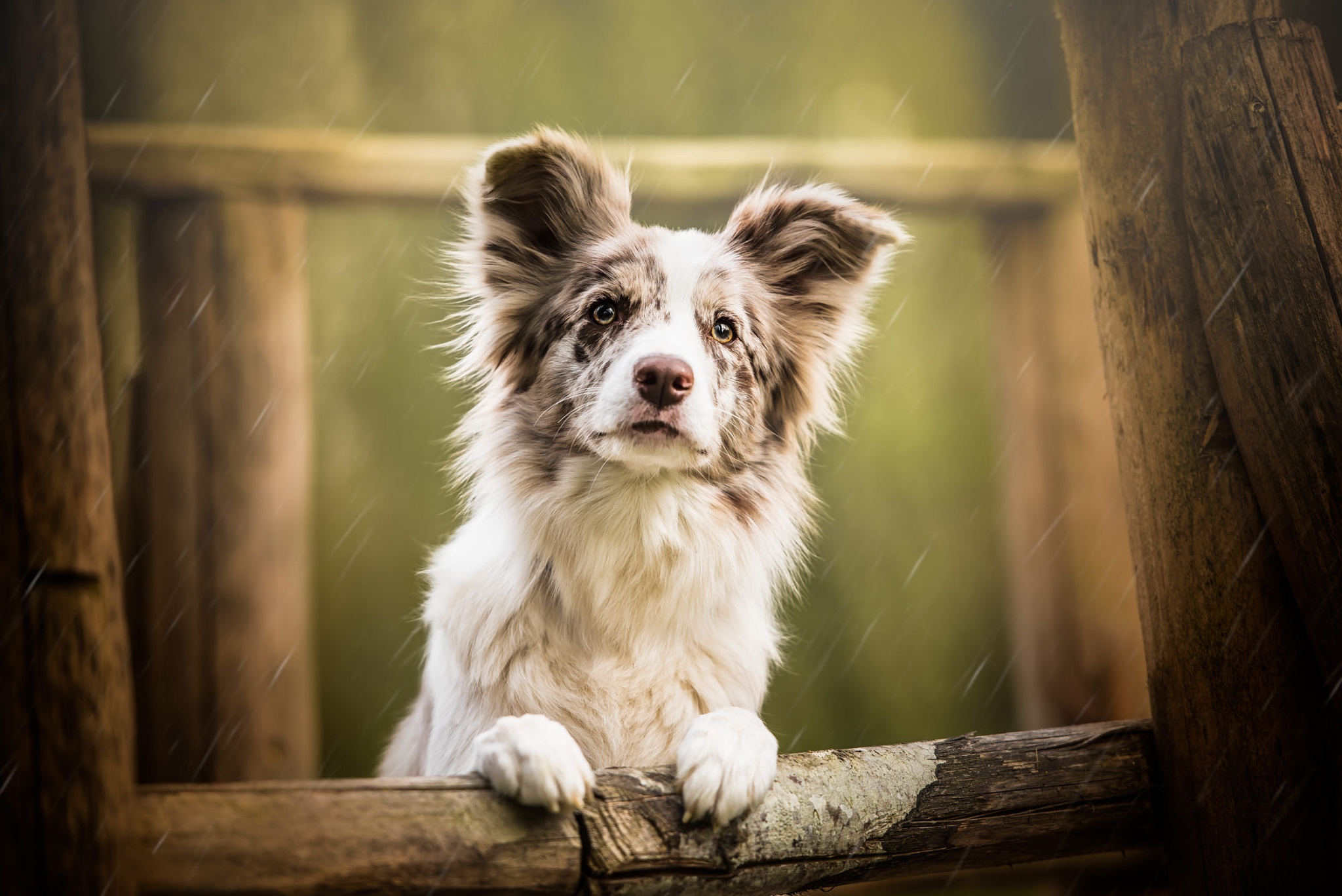 грусть щенок уши взгляд капли
