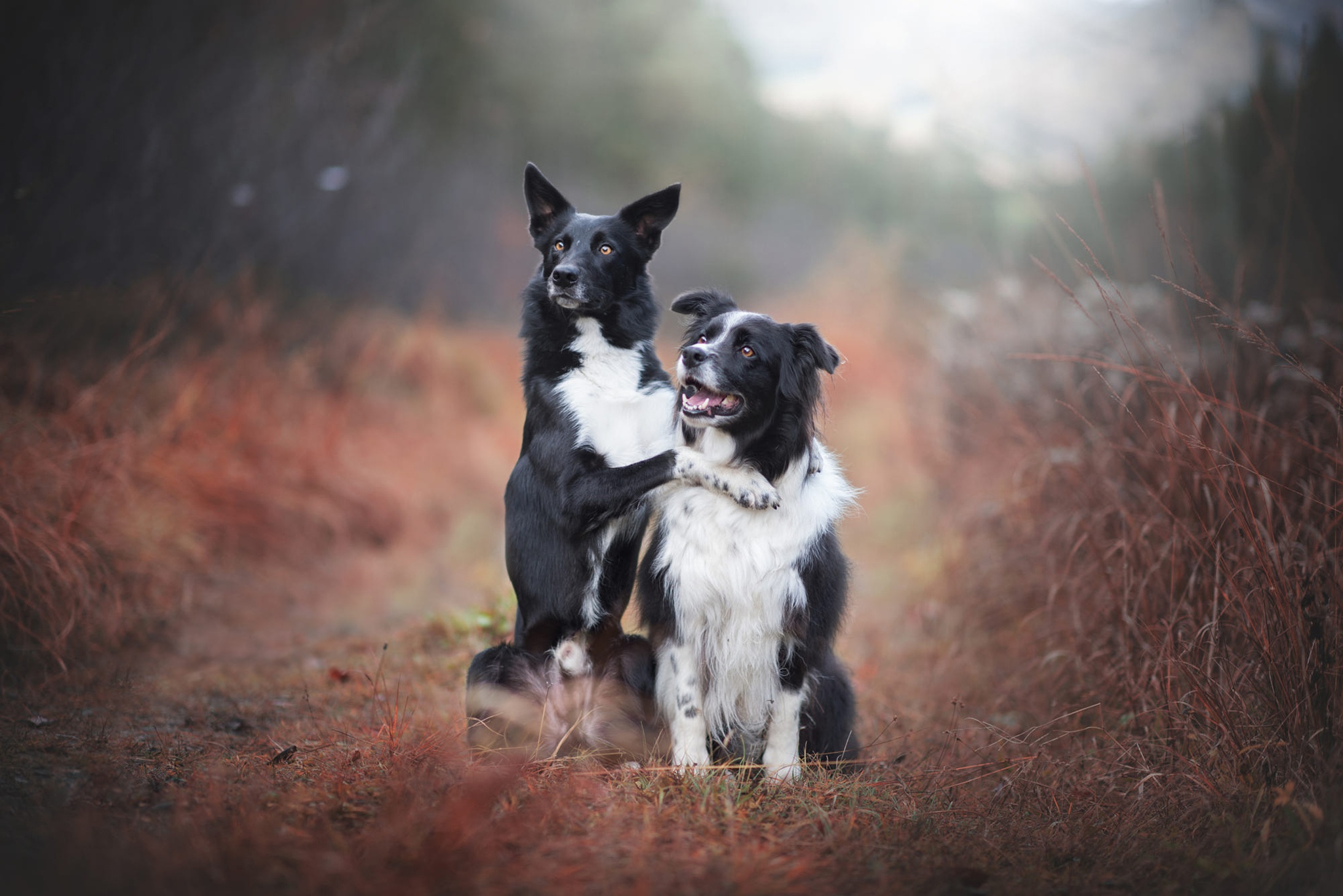 дорога дружба собаки две