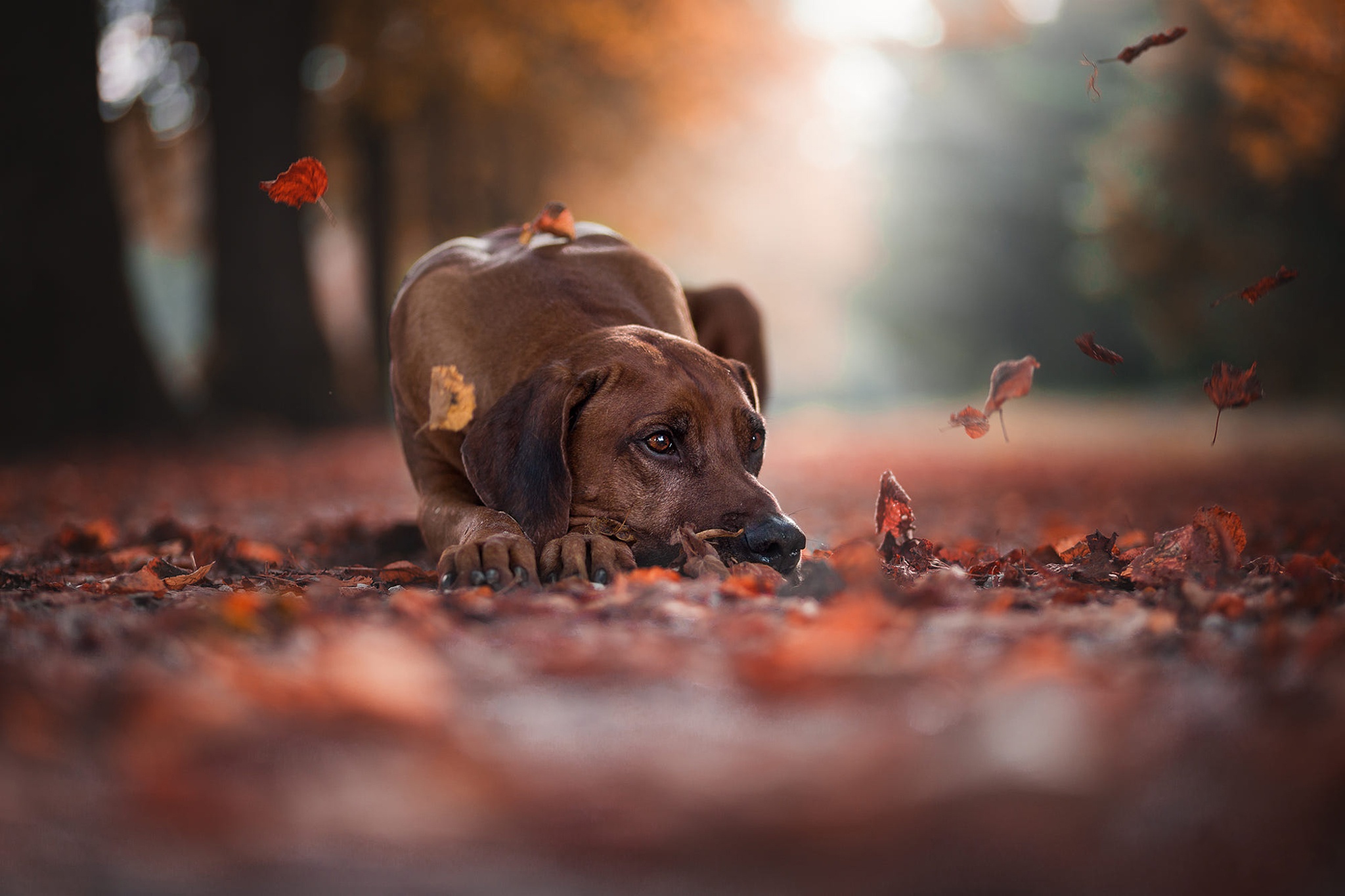 дорога морда грусть стволы