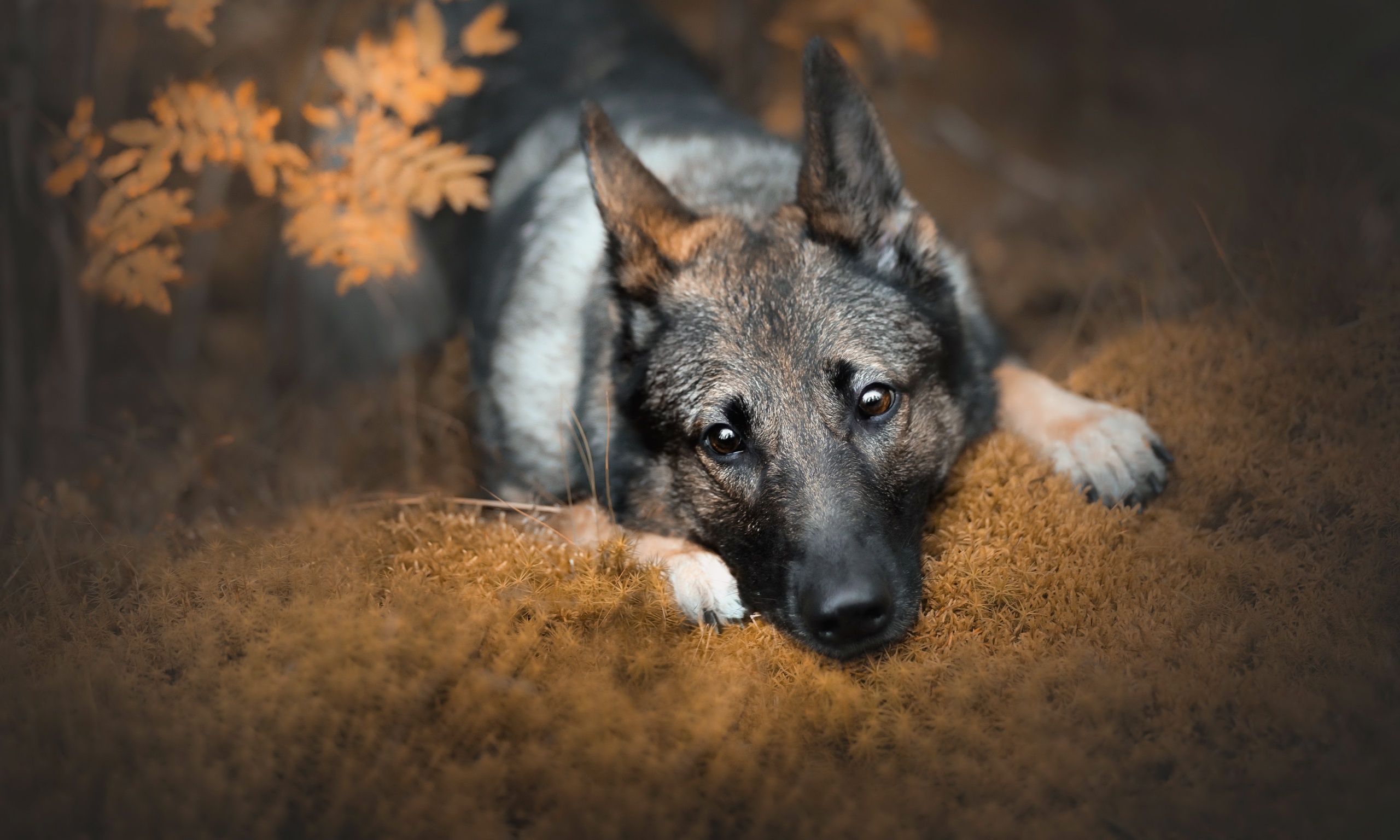 друг собака осень