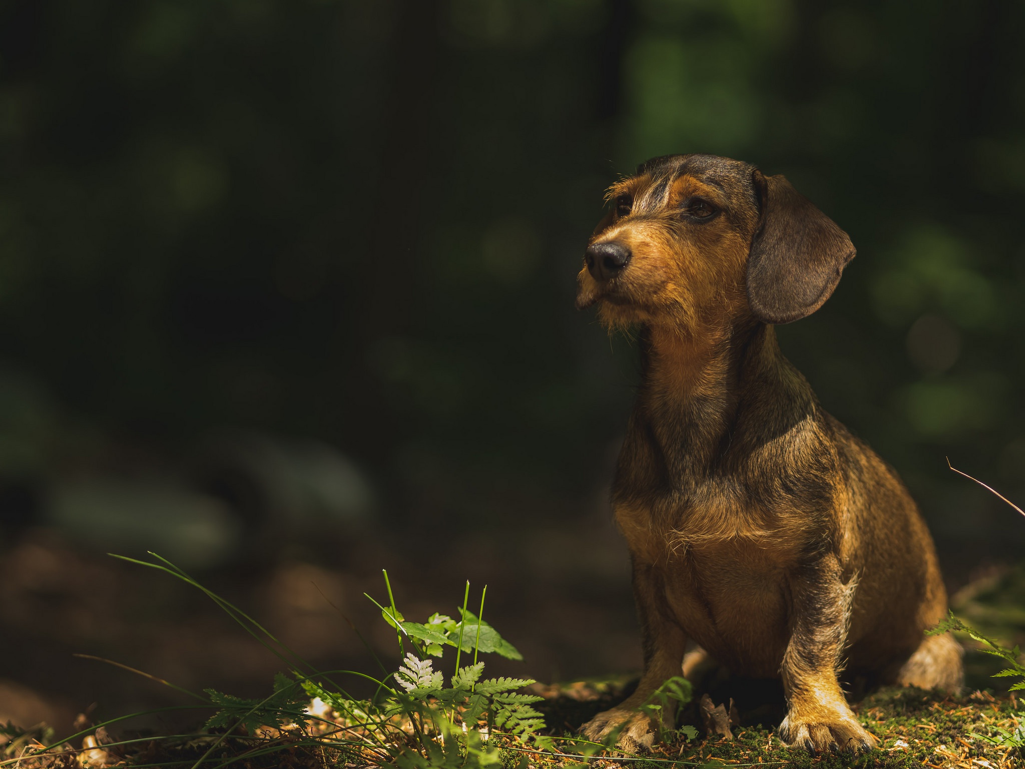 друг собака природа