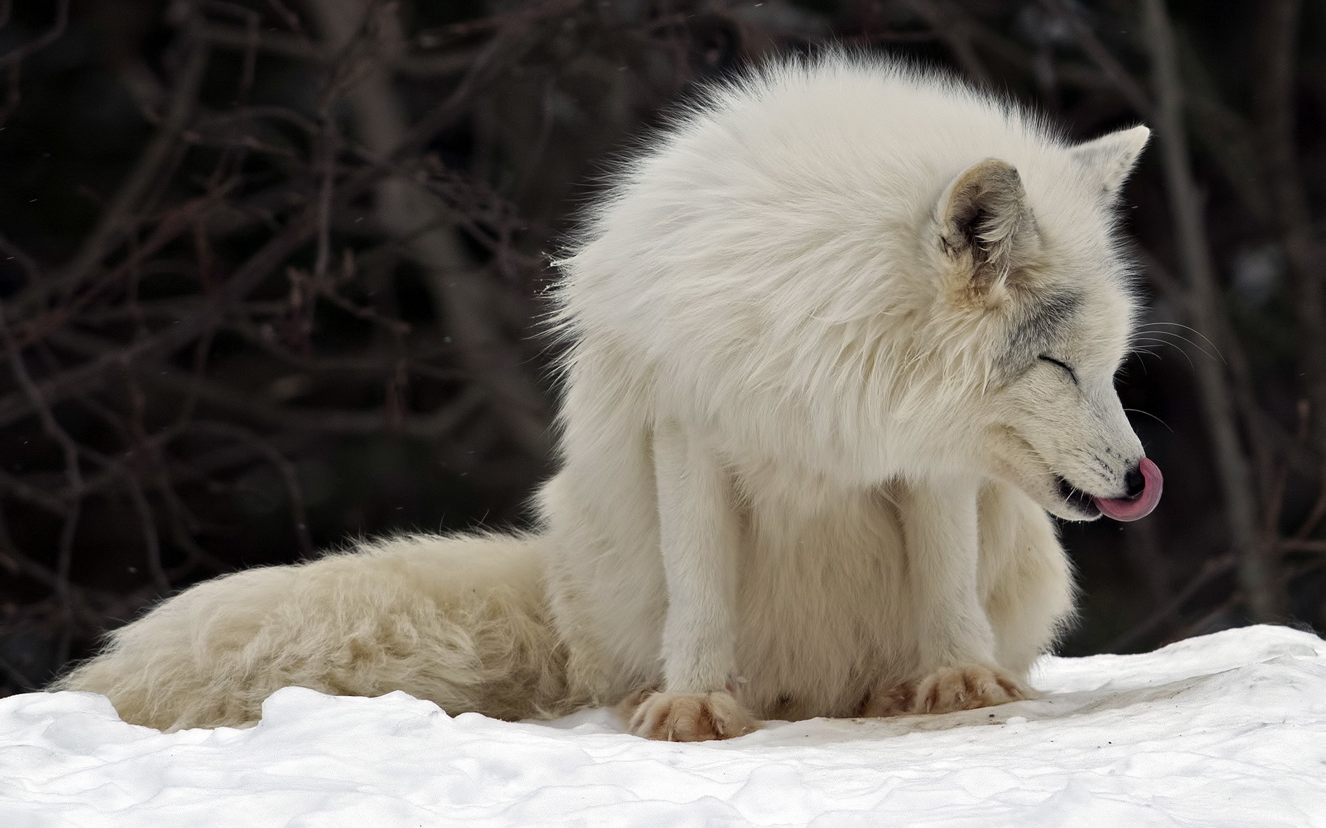Arctic Fox Canada Parc