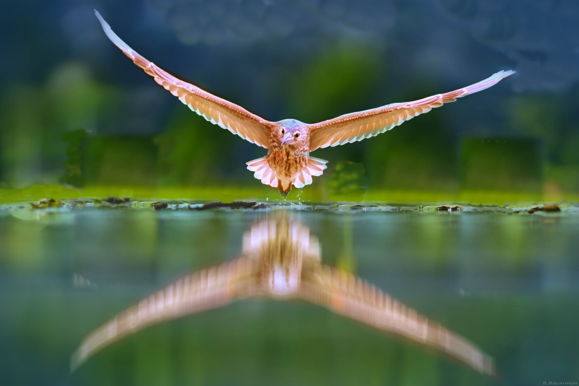полет крылья вода отражение