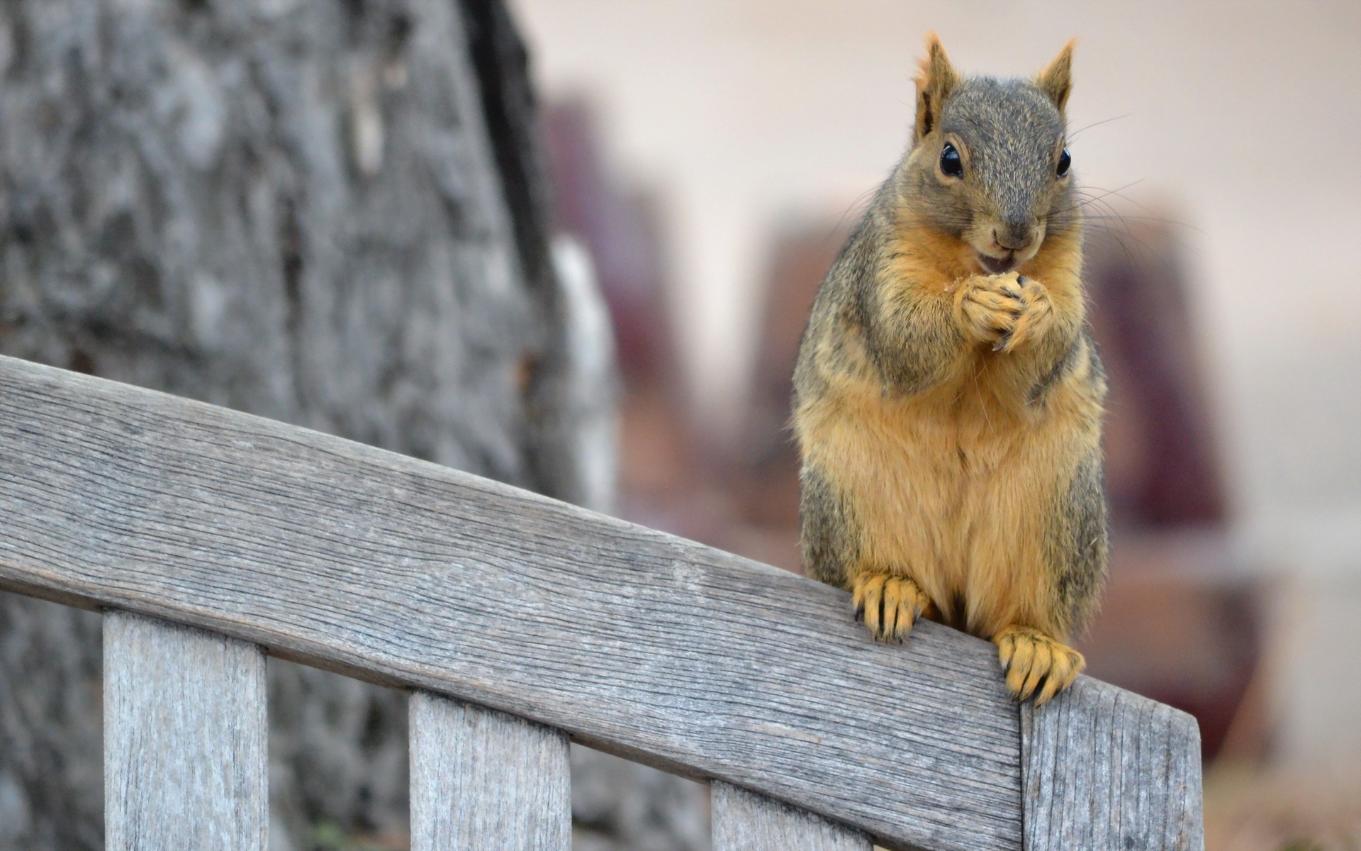 природа белка забор