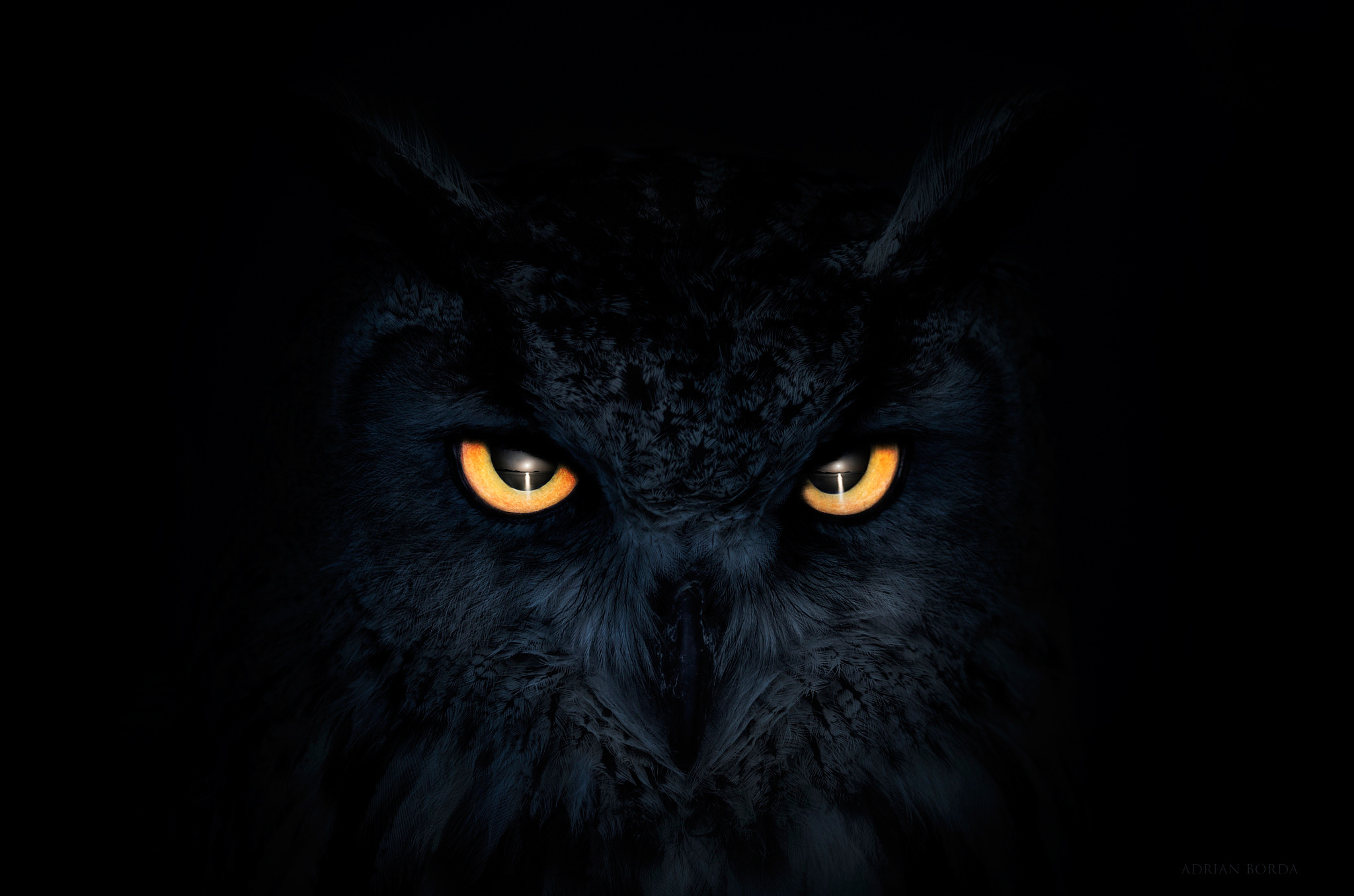 птица Adrian Borda темно сова