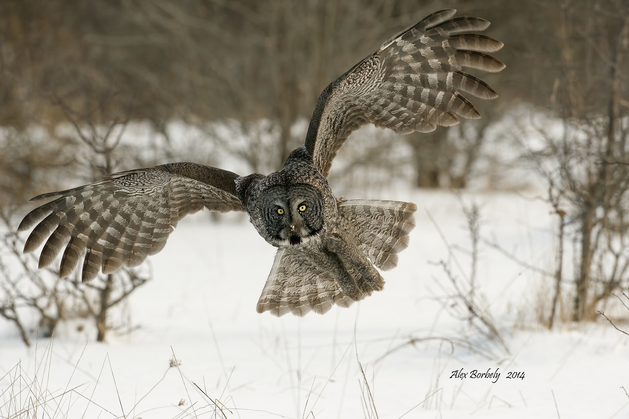 птица Great Grey Owl сова
