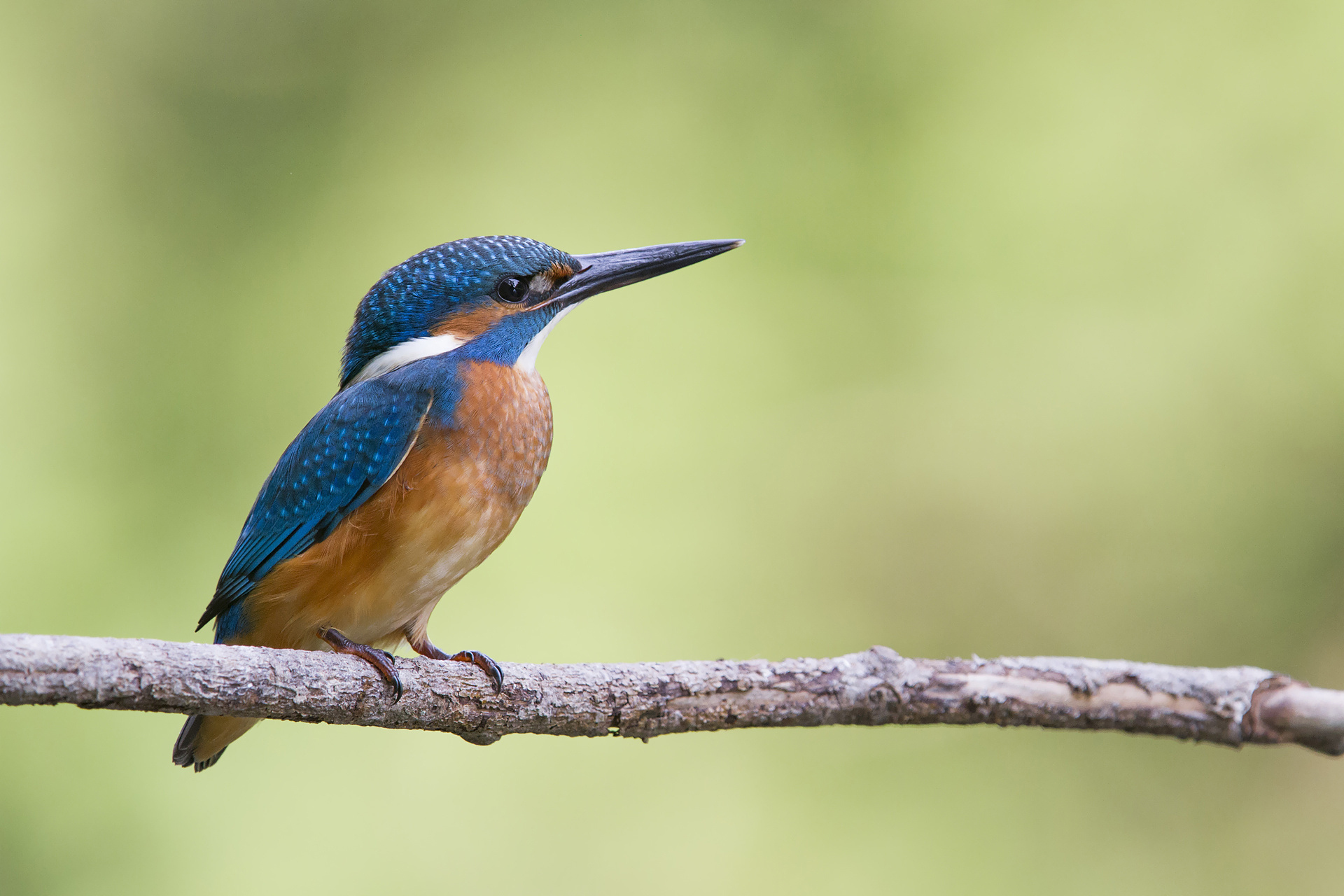 птица ветка kingfisher