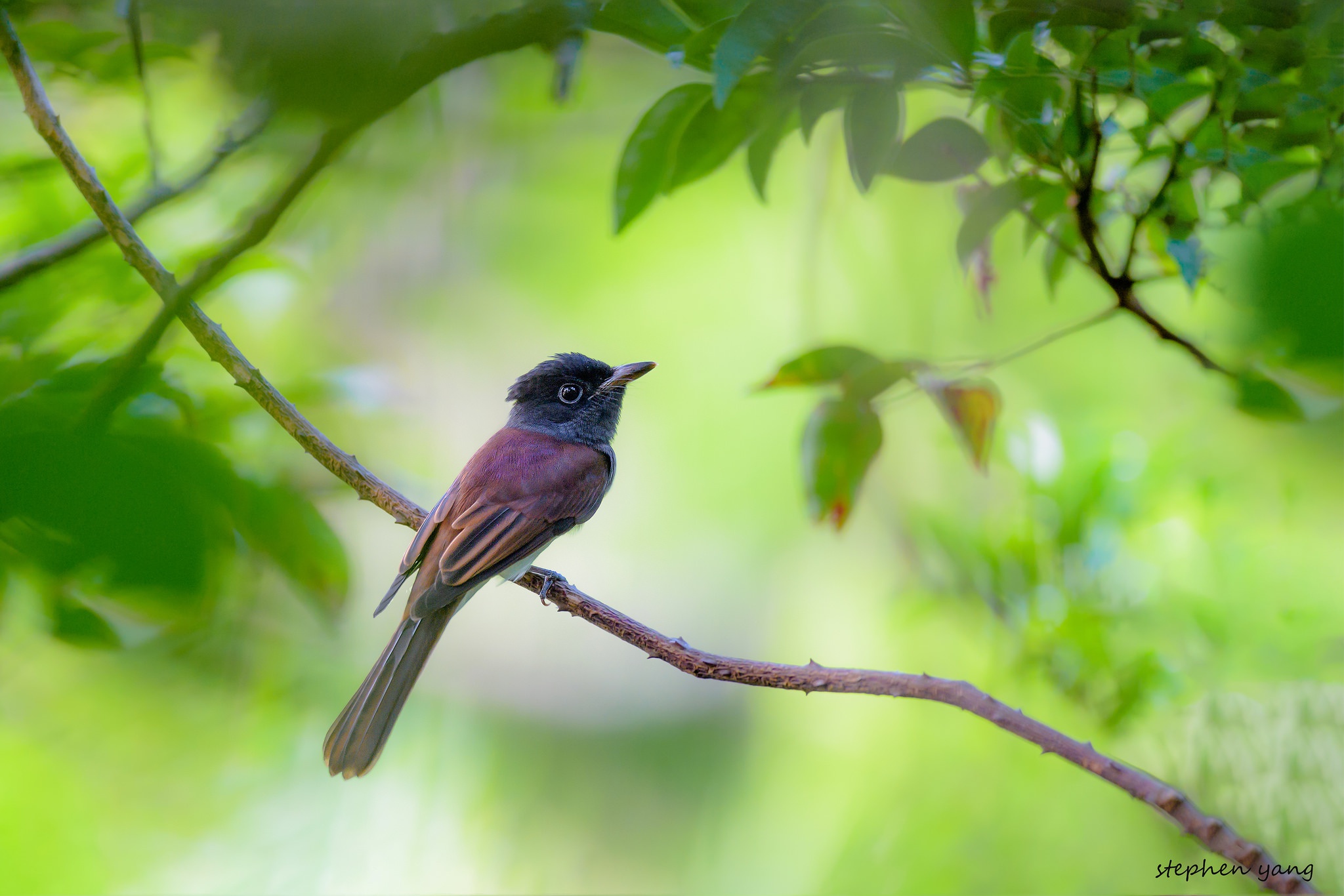 птица ветка кроха перья