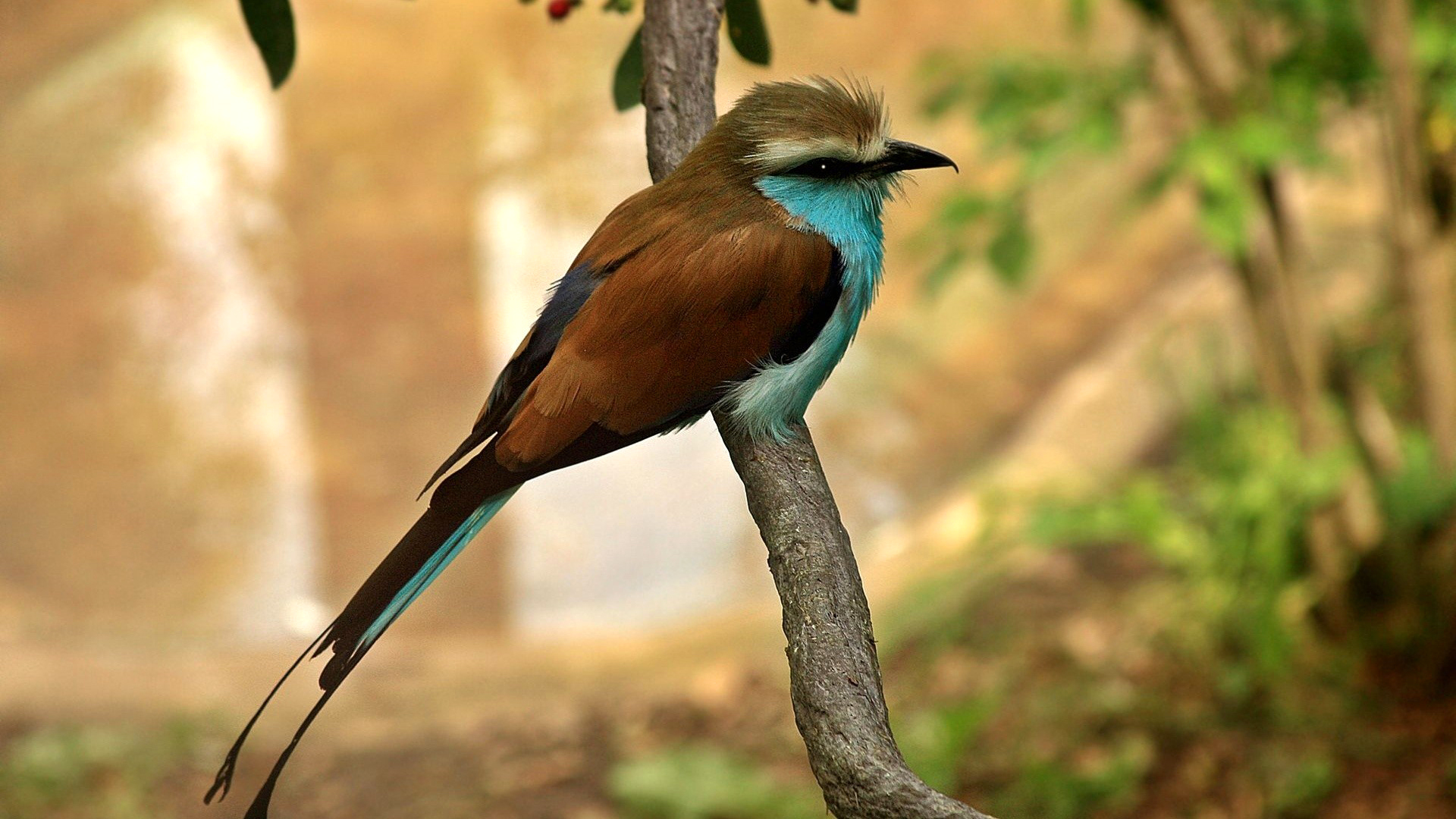 птица ветка цвет экзотика клюв