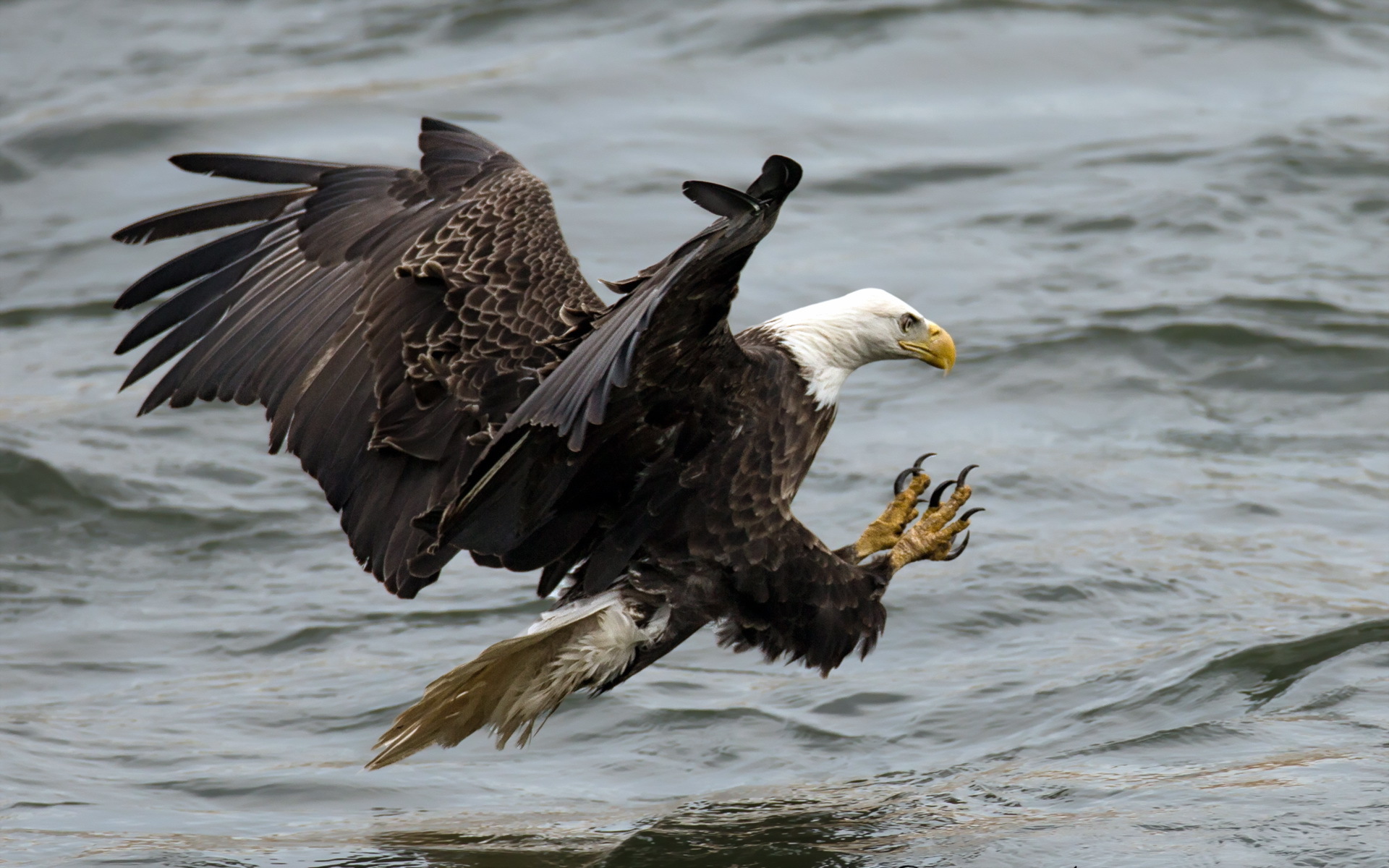 птица орёл полёт