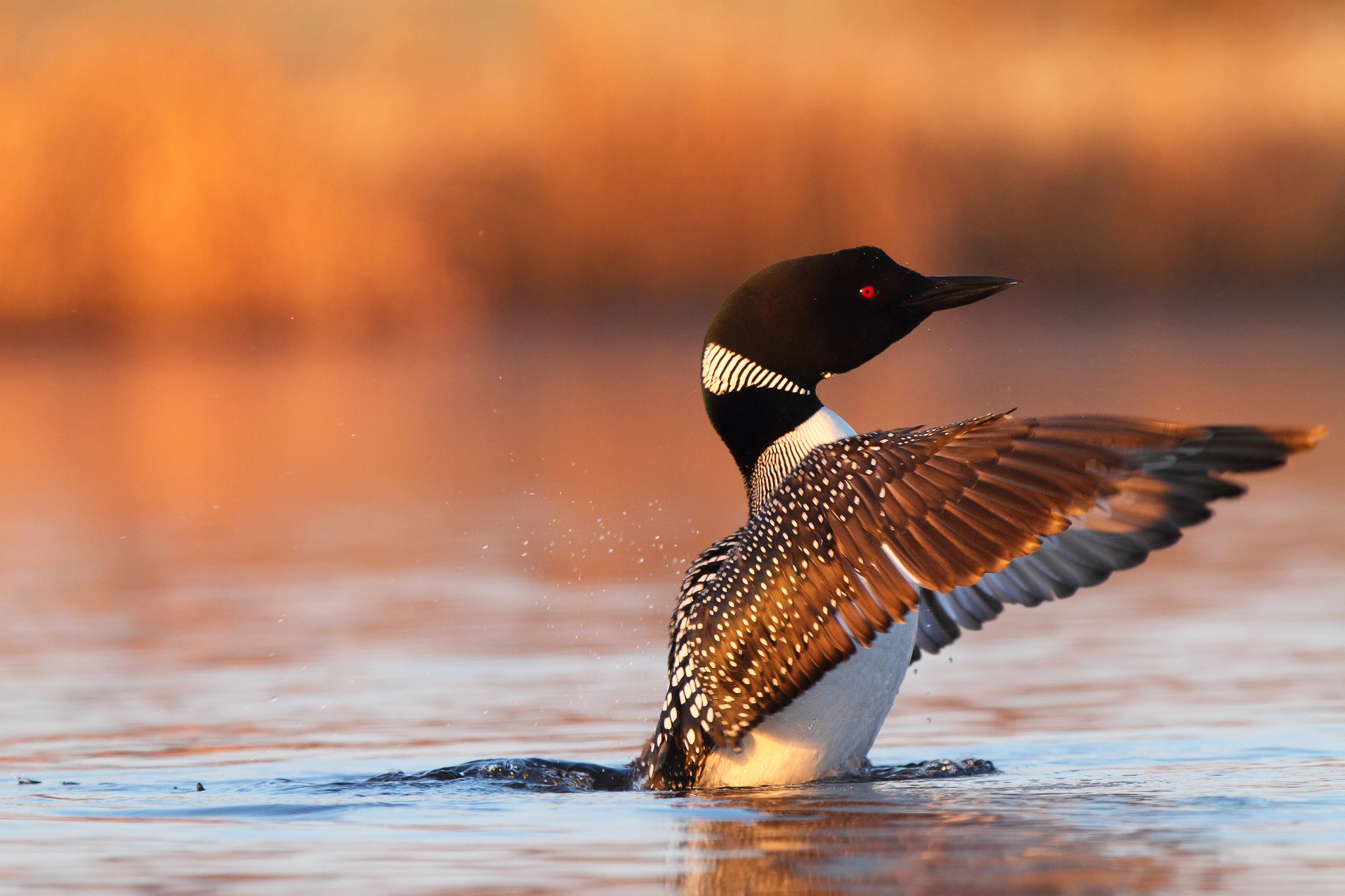 птица полярная гагара Gavia