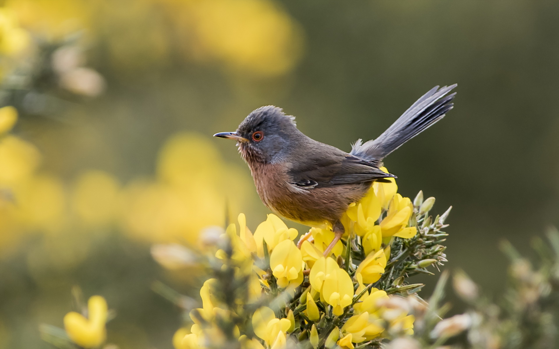 птица природа