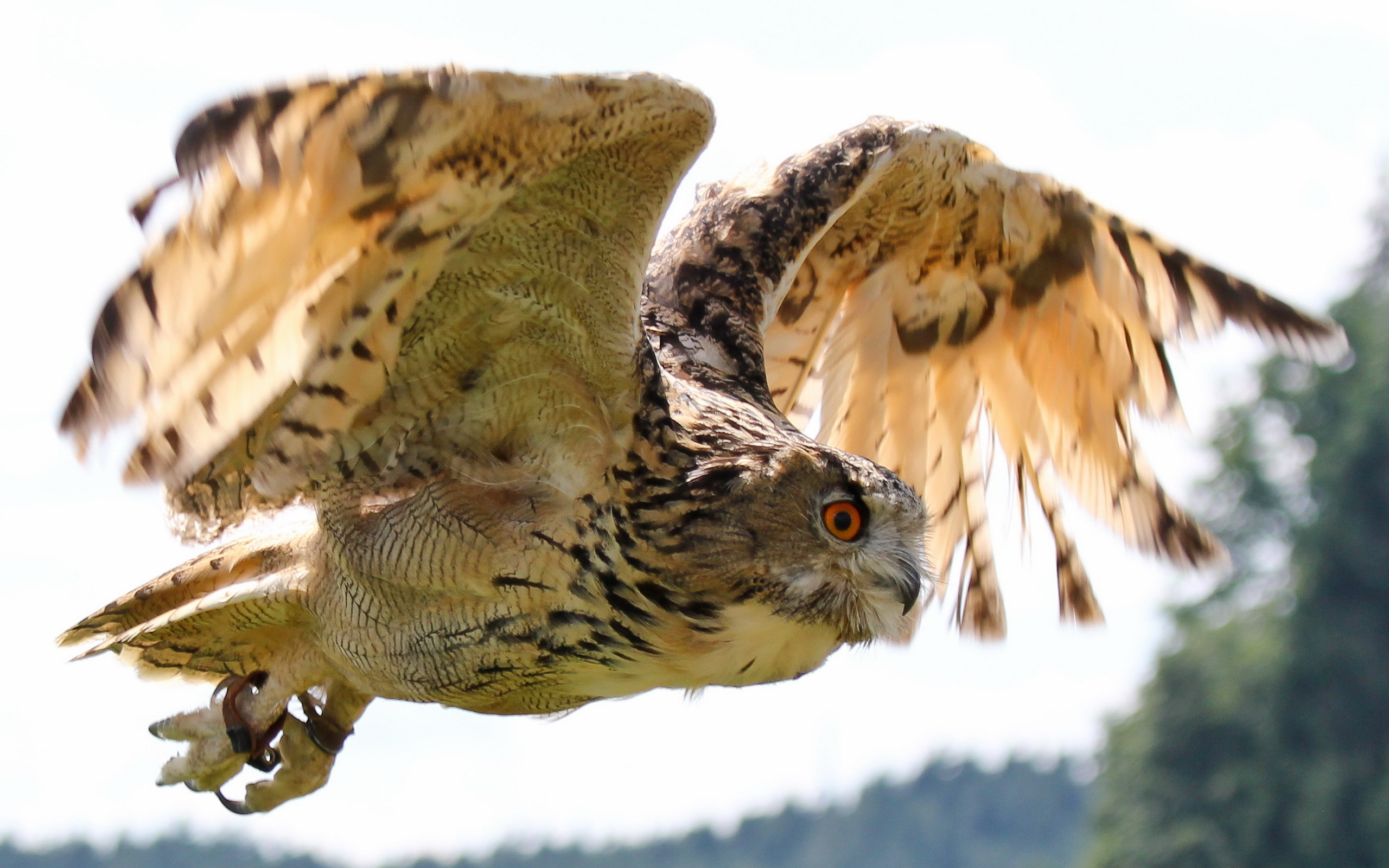 птица сова полёт