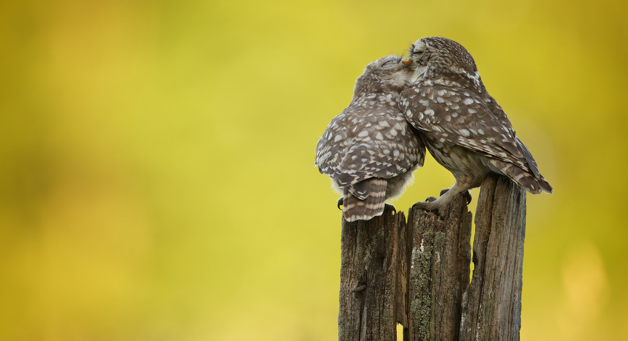 птицы совы природа