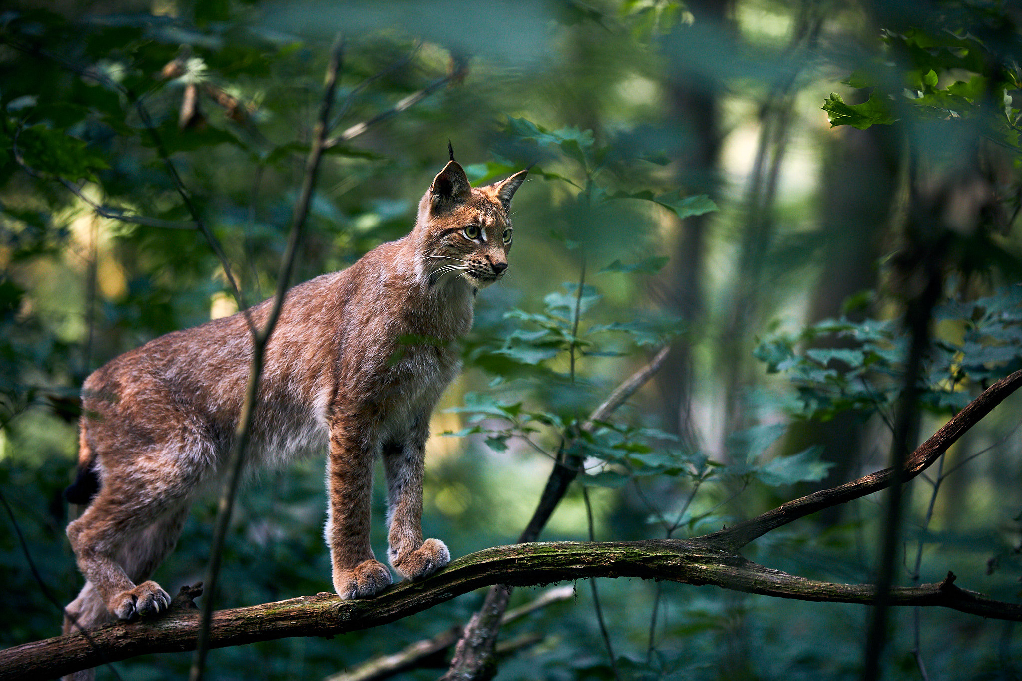 рысь деревья лес
